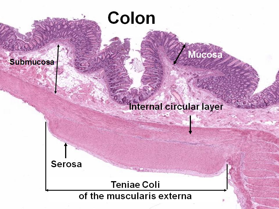 digestive system Epidermal layer and muscle wall of colon? Biology