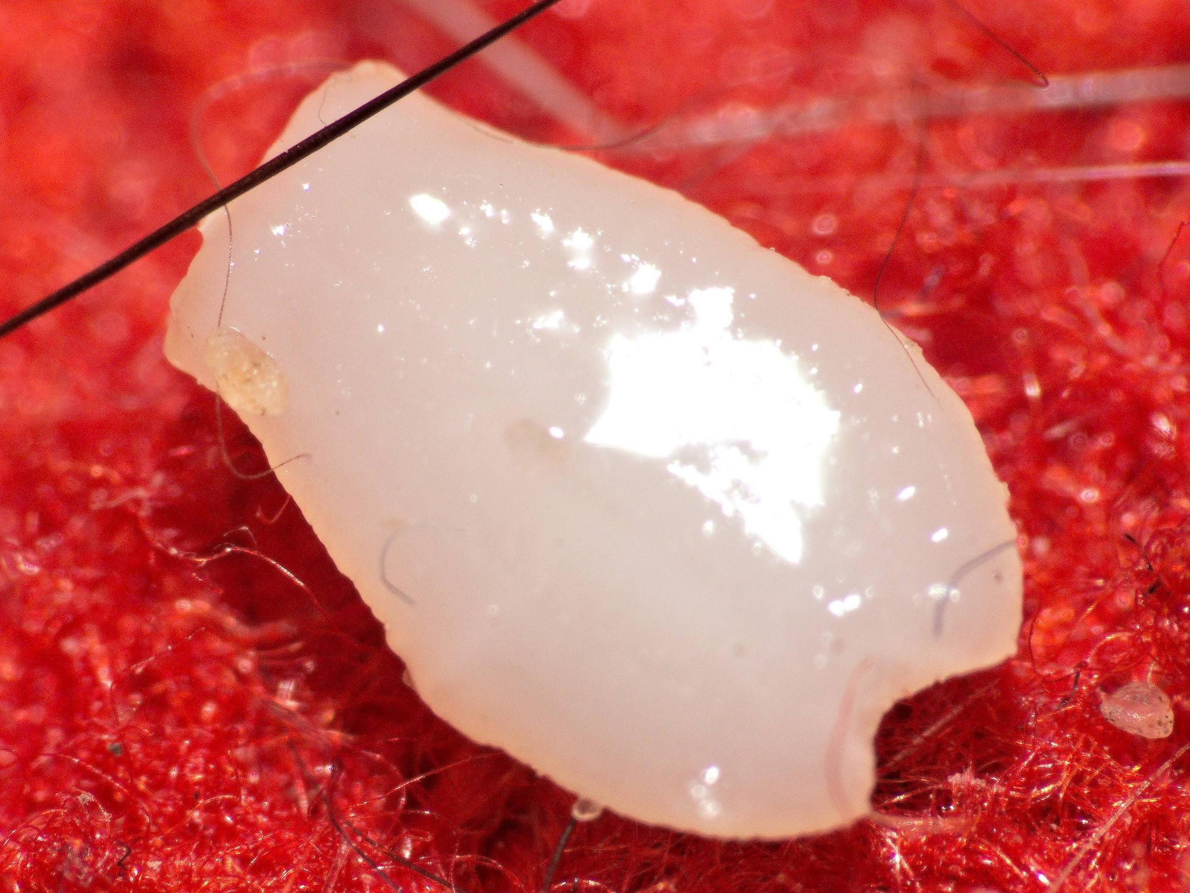 What kind of cat parasite is this worm? Pets Stack Exchange