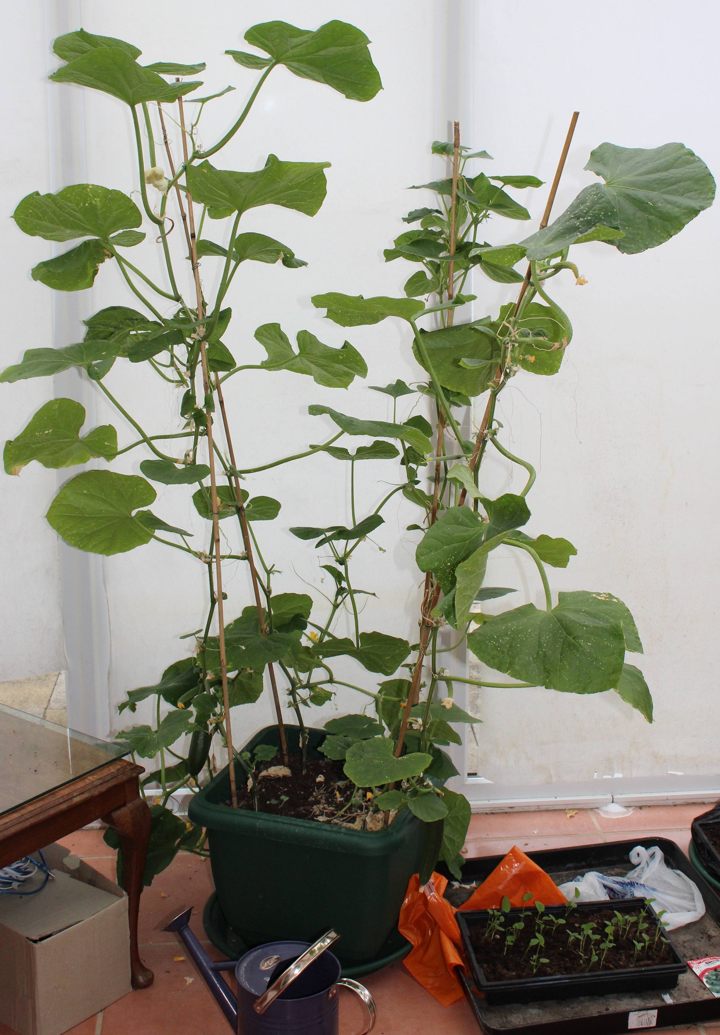 What is this weird growth on my cucumber? Gardening & Landscaping Stack Exchange