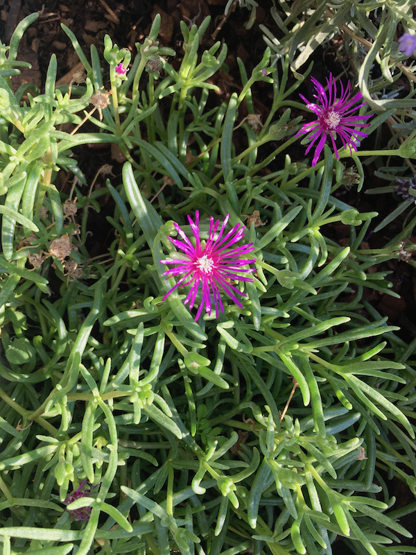 identification Plant with purple blooms that close each night