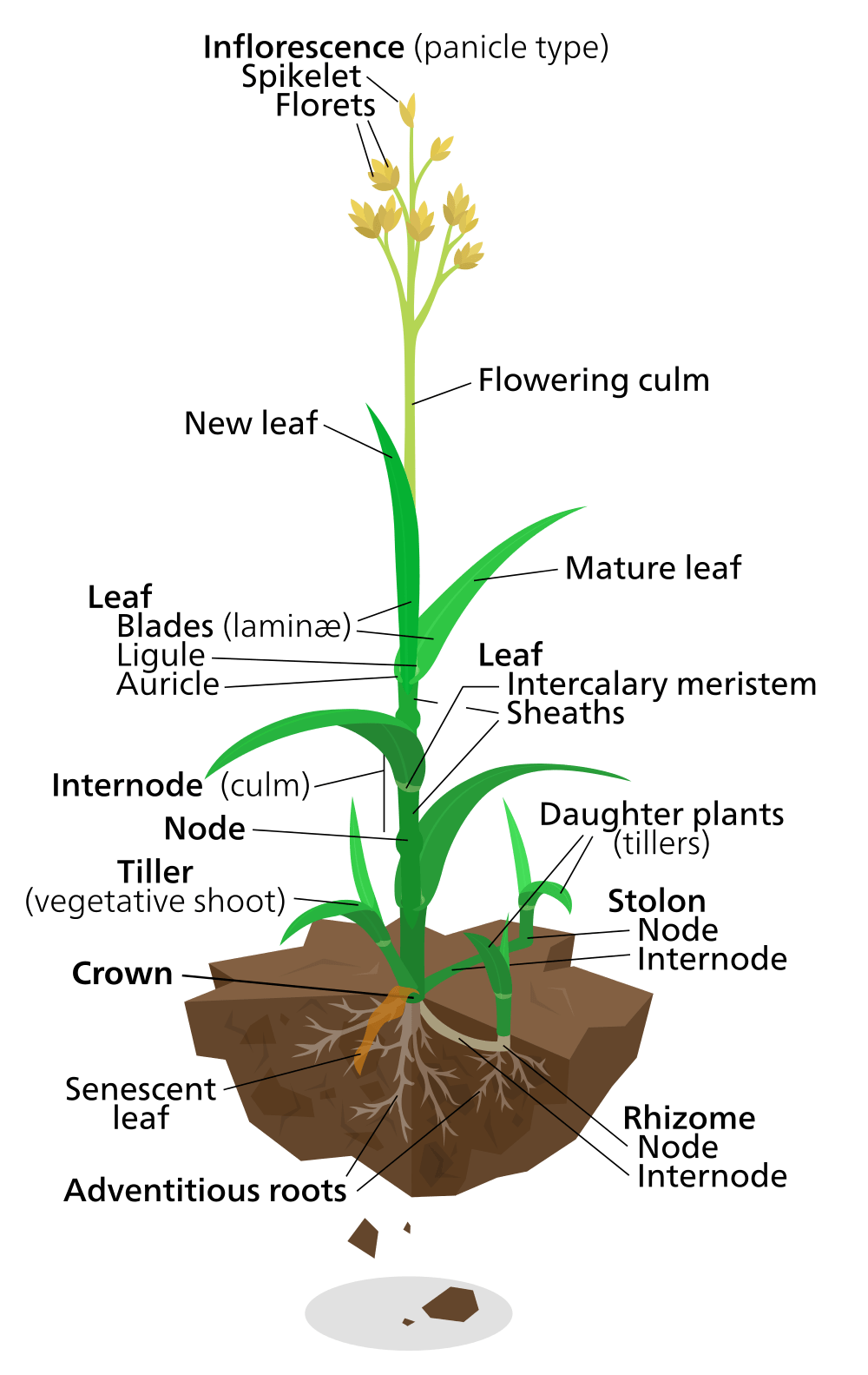 lawn Is there a name for the tall reproductive grass stems