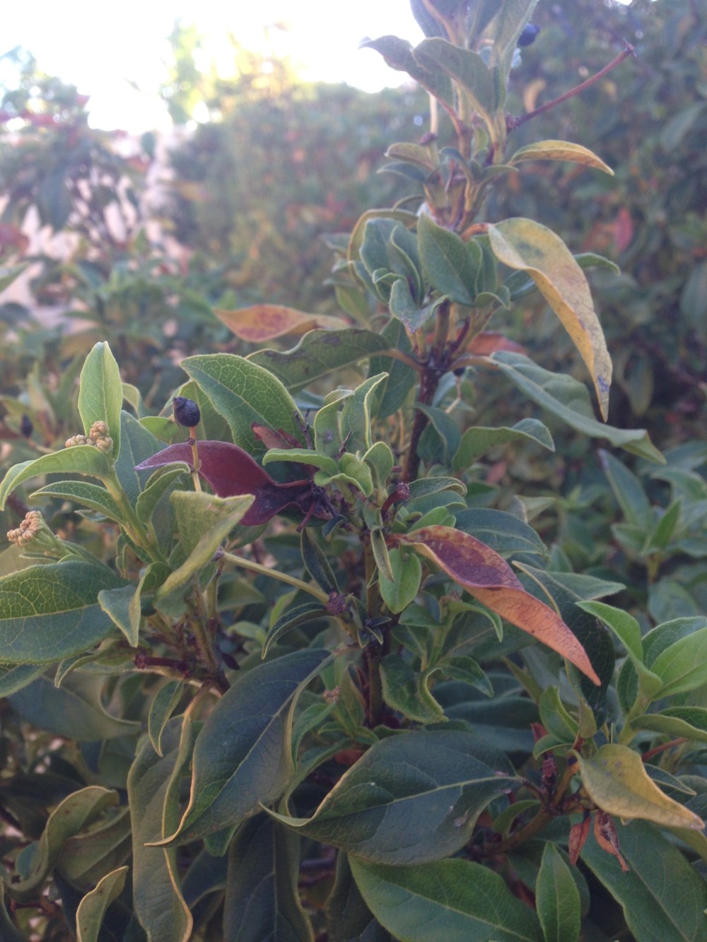 identification - Can you please identify these trees? - Gardening
