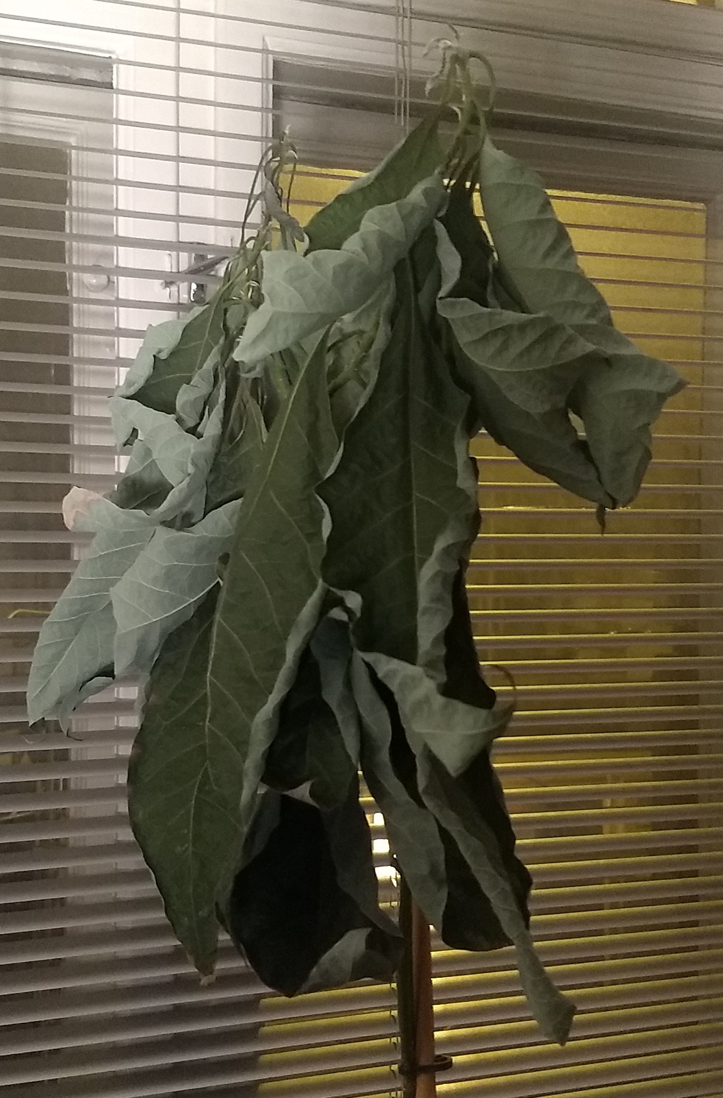 plant care Is my Avocado dead? Gardening & Landscaping Stack Exchange