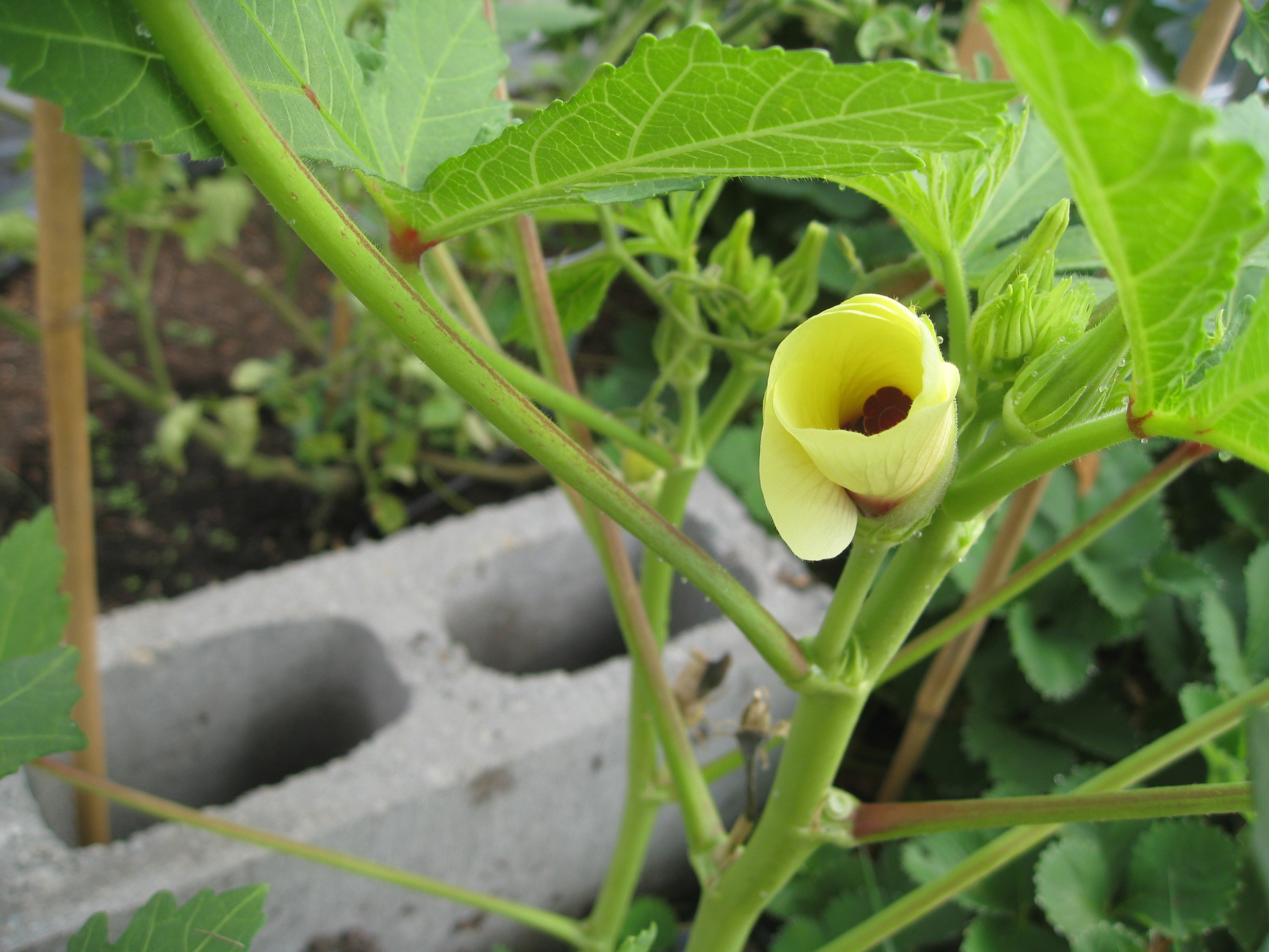 diagnosis Okra will not produce pods Gardening & Landscaping Stack