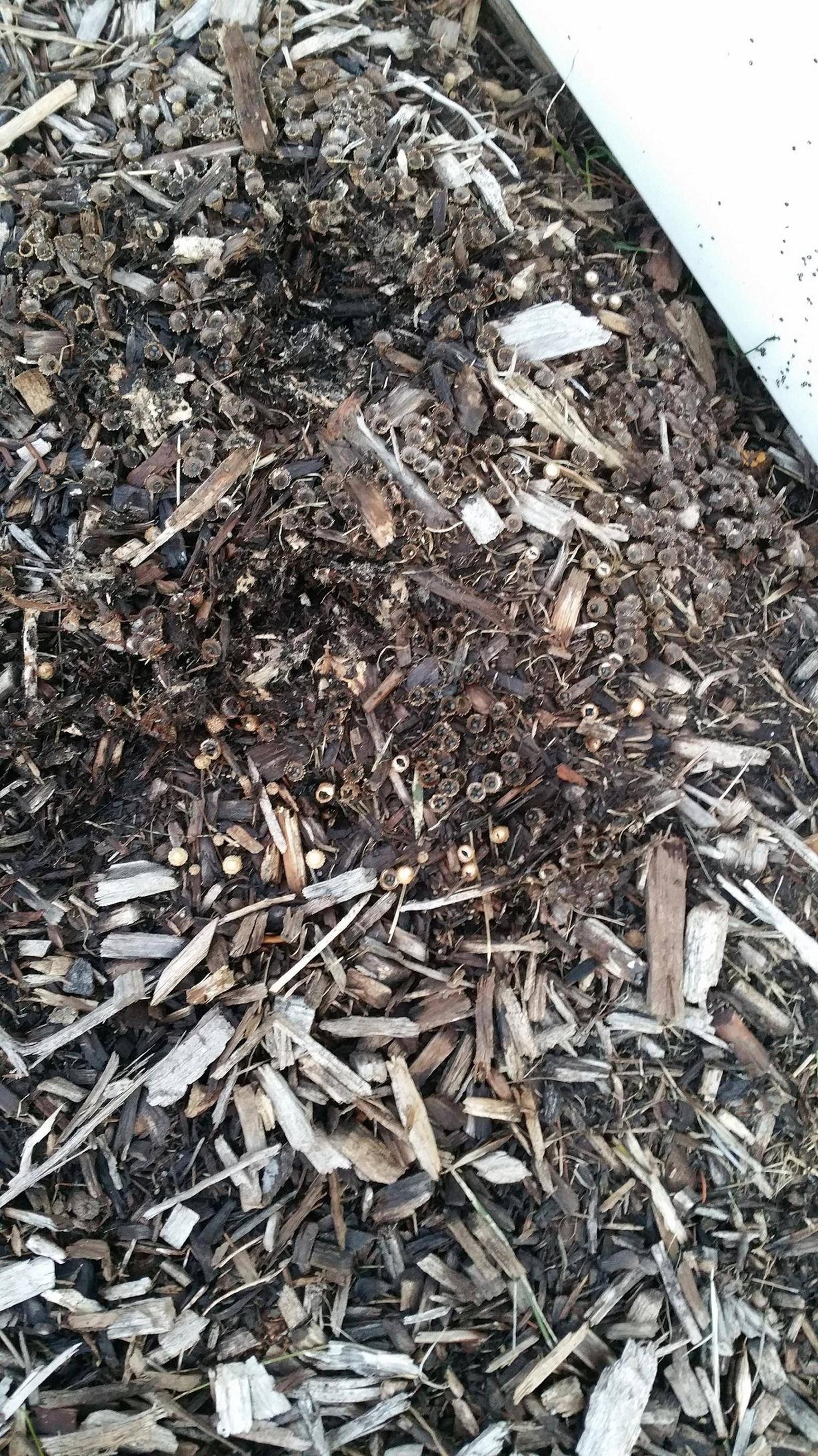 identification Small seed pods growing in mulch and shooting seeds