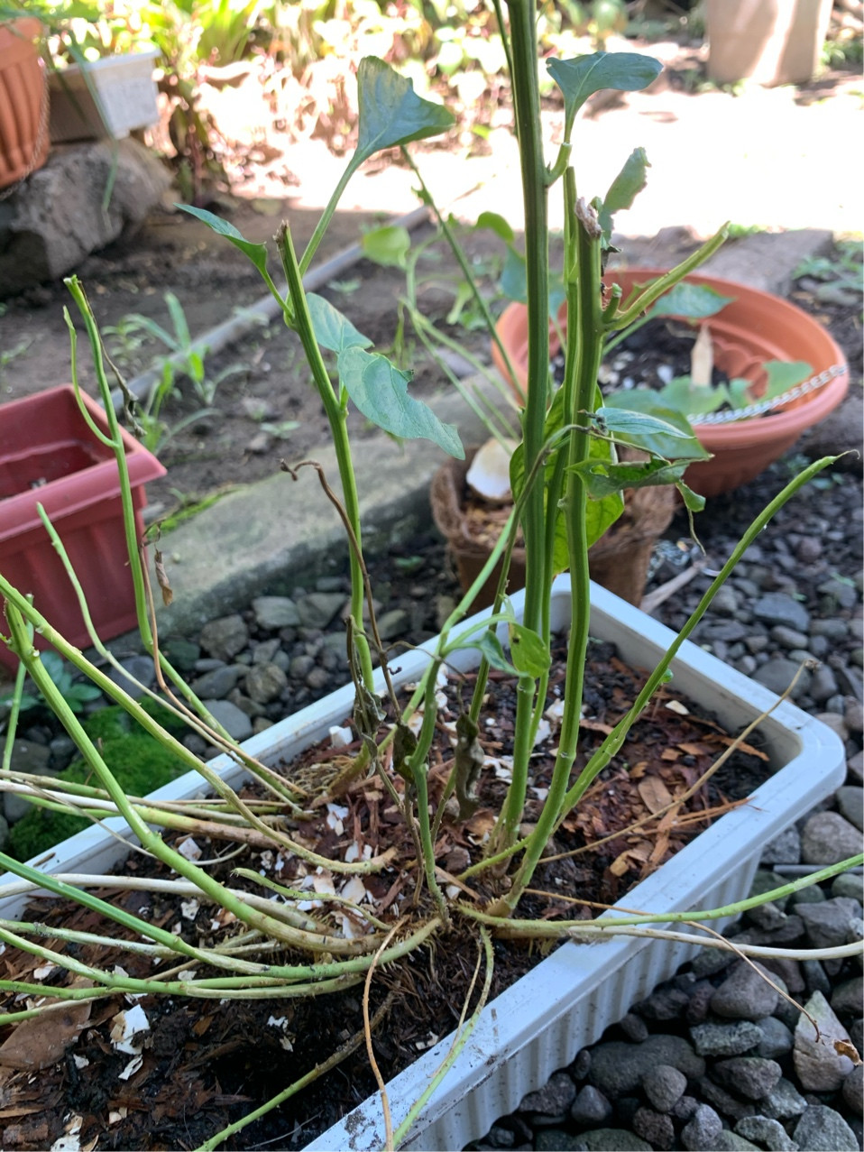 What Is Eating My Plants Leaves
