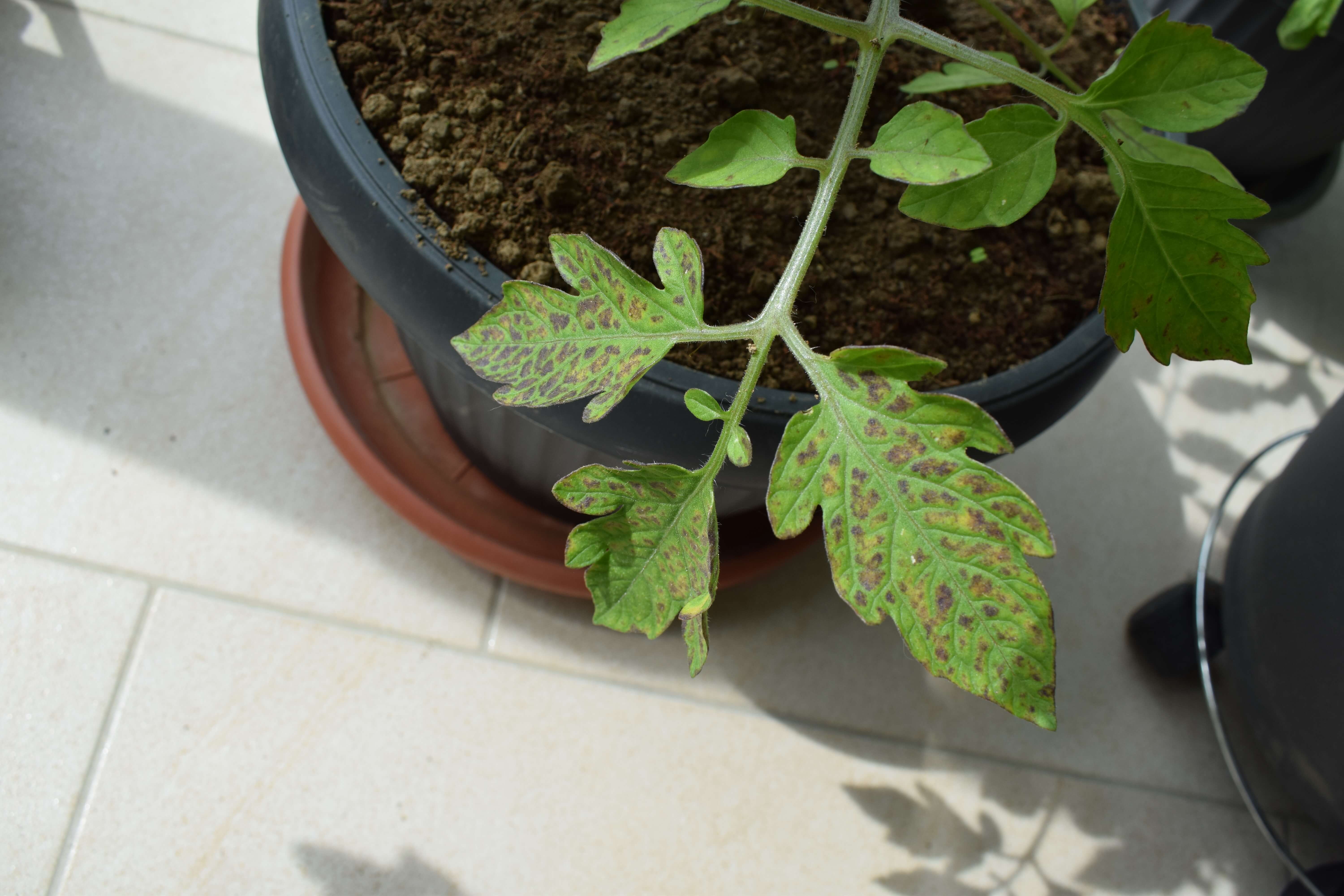 Tomato Plant Leaves Turning Purple