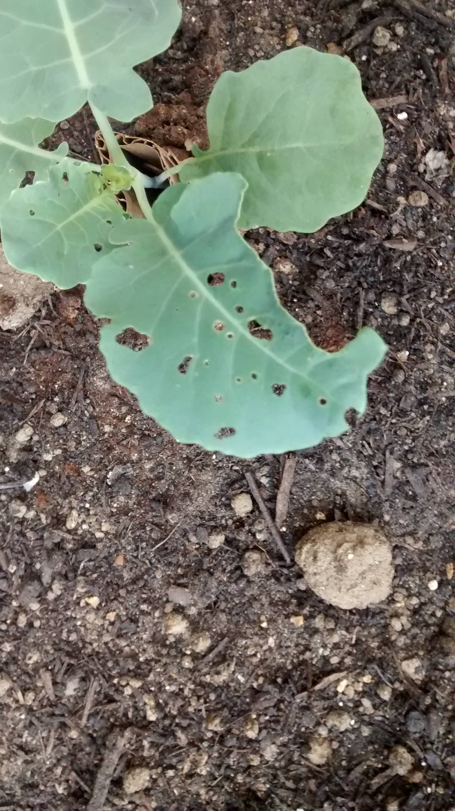 vegetables Cabbage and Broccoli Pests Gardening & Landscaping Stack