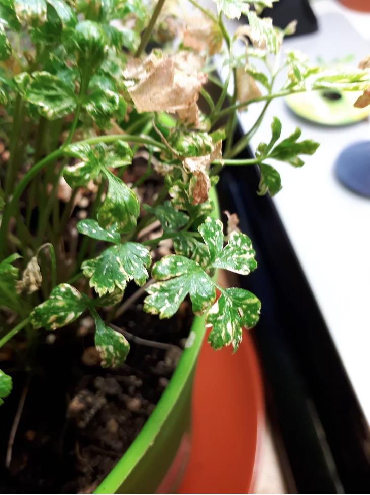 diagnosis Why did my cilantro leaves get white and patchy