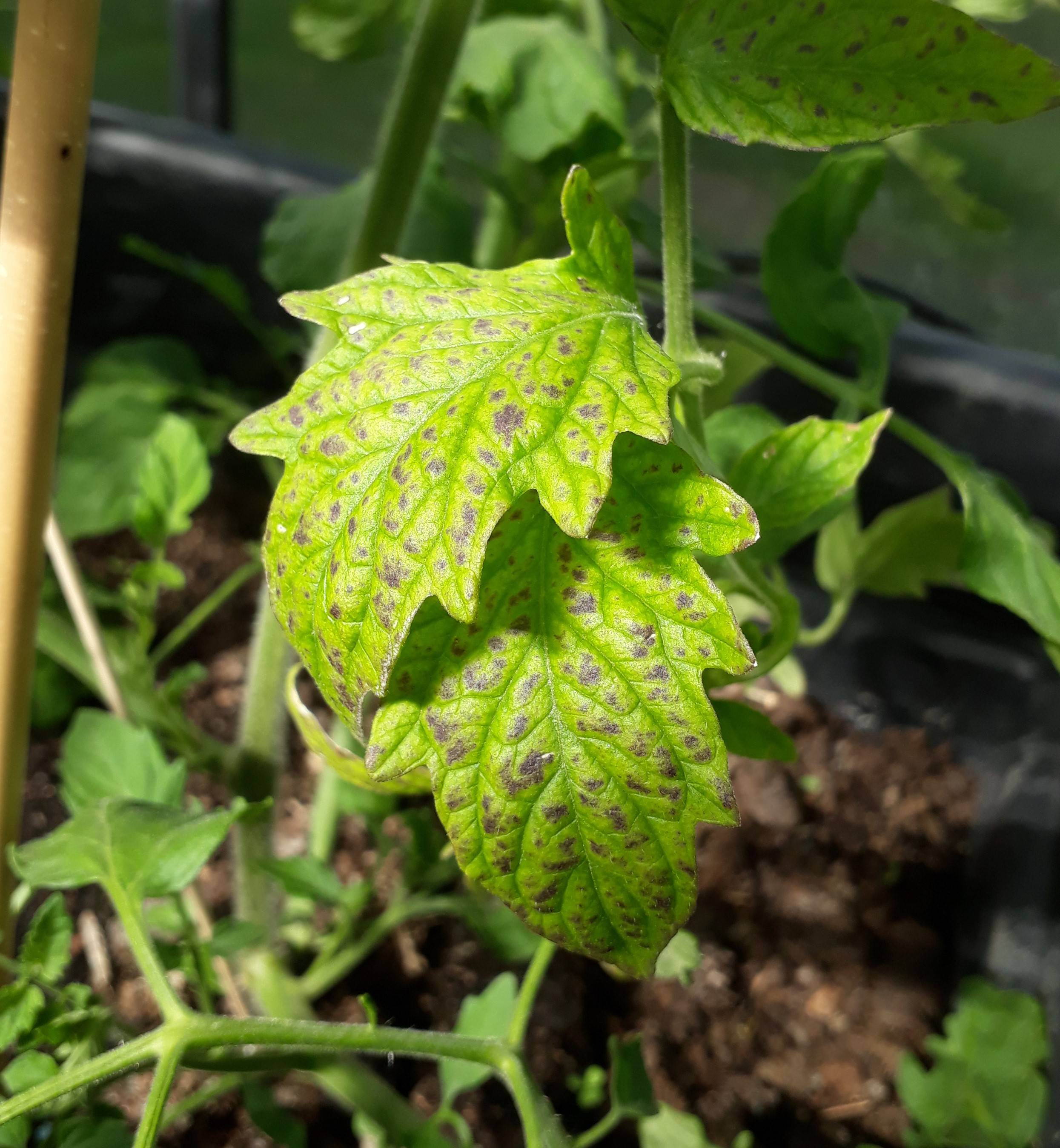diseases Brown/black spots on tomato plants what can that be