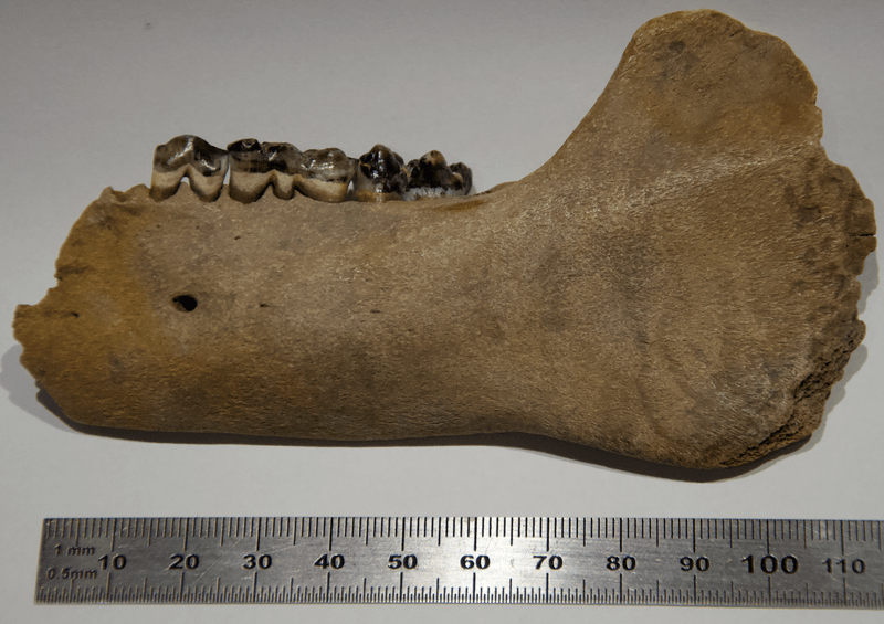 species identification Identify a lone bone (jaw