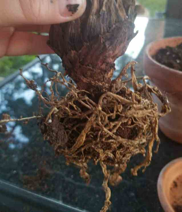 Does my Sago Palm have root/ crown rot? Gardening & Landscaping Stack