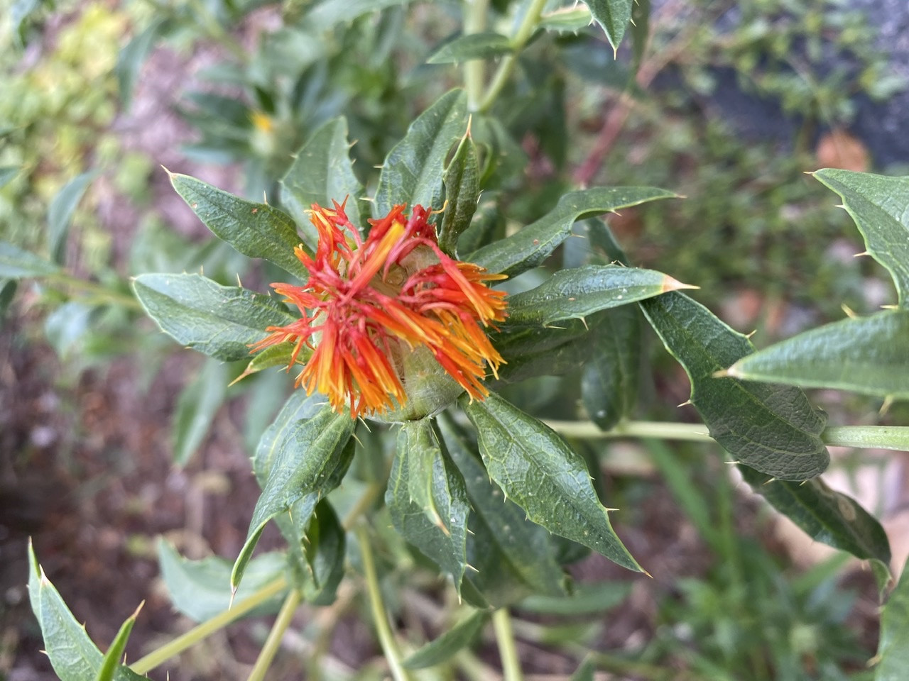 identification What is this short plant with spiky leaves and yellow