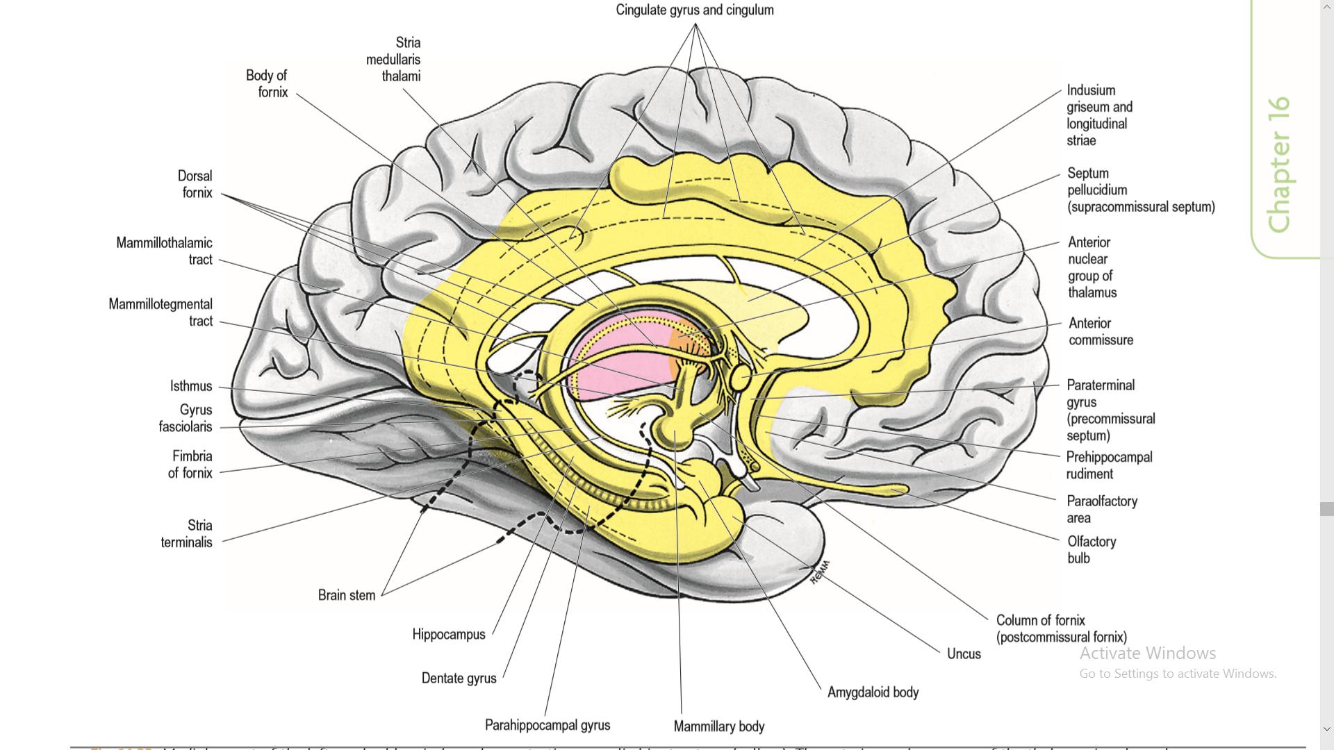 human biology Why is the hippocampus considered to be a