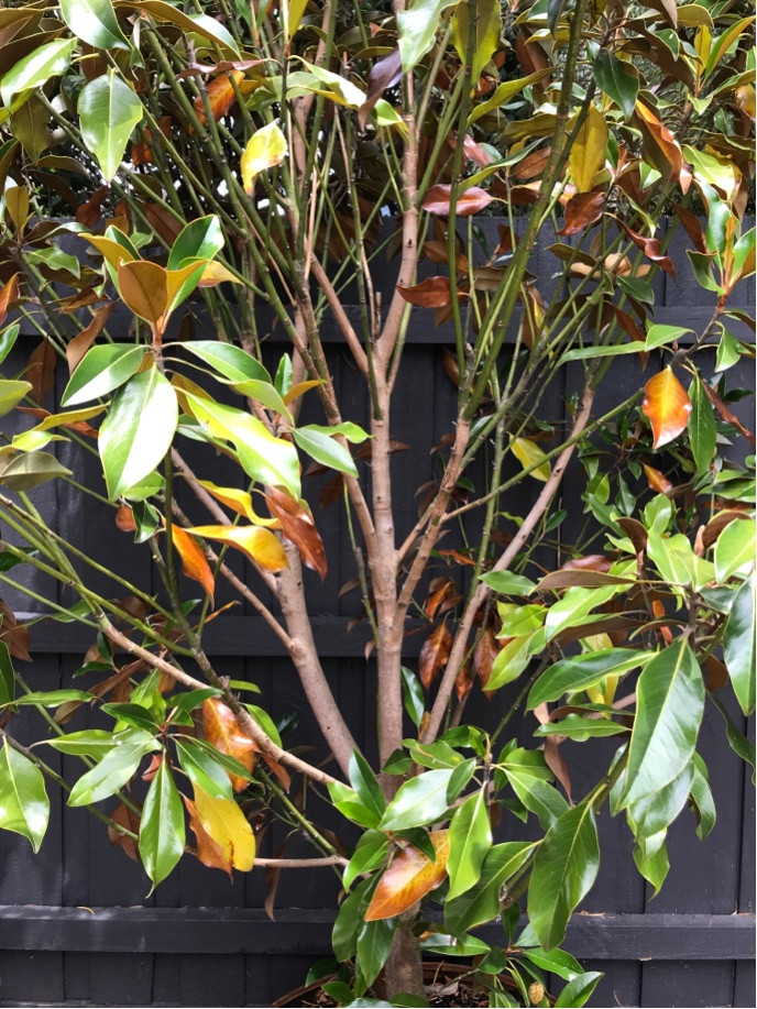 trees Magnolia grandiflora planted and looking stressed Gardening