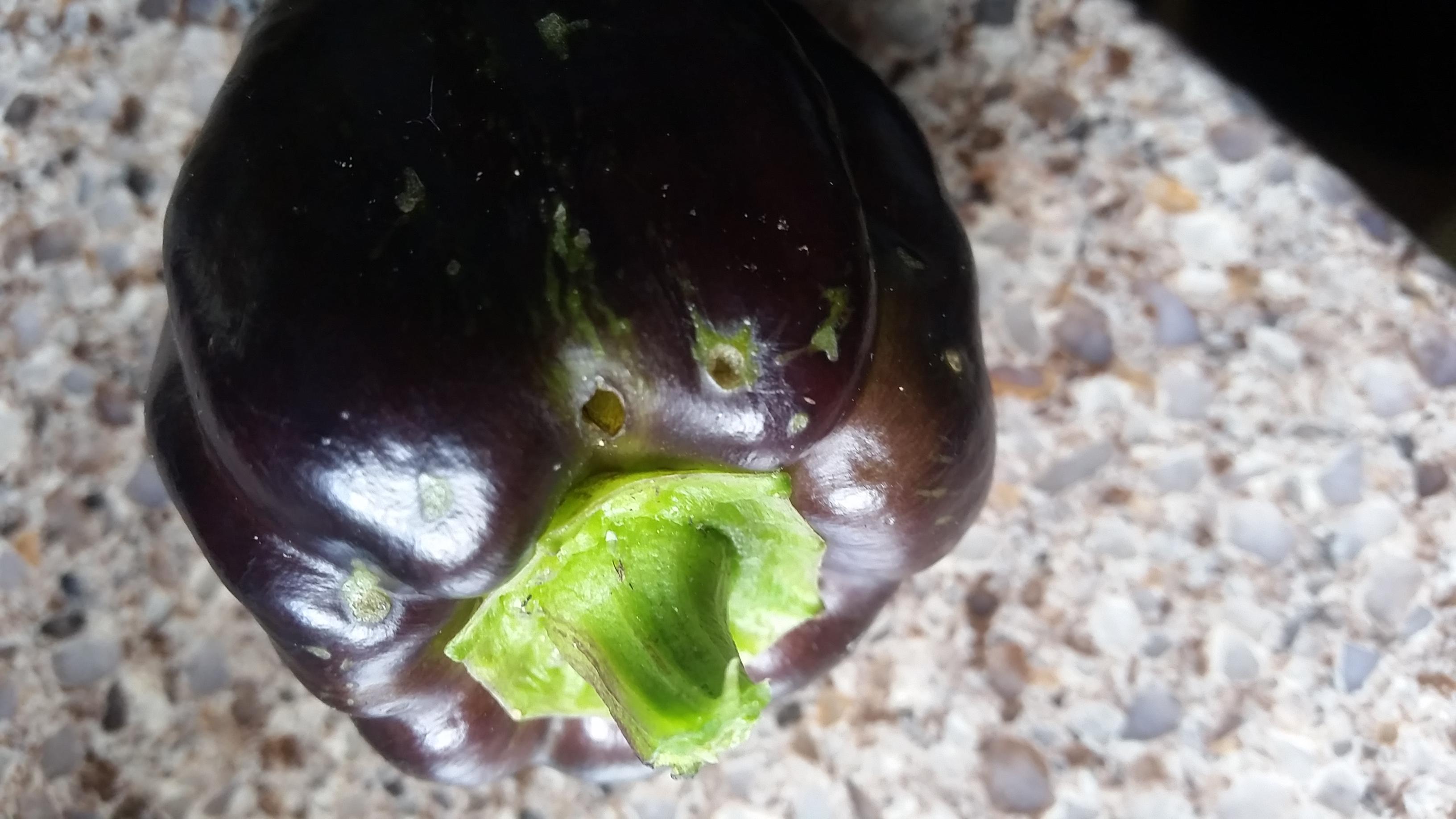 plant care What might be eating small holes in my bell pepper