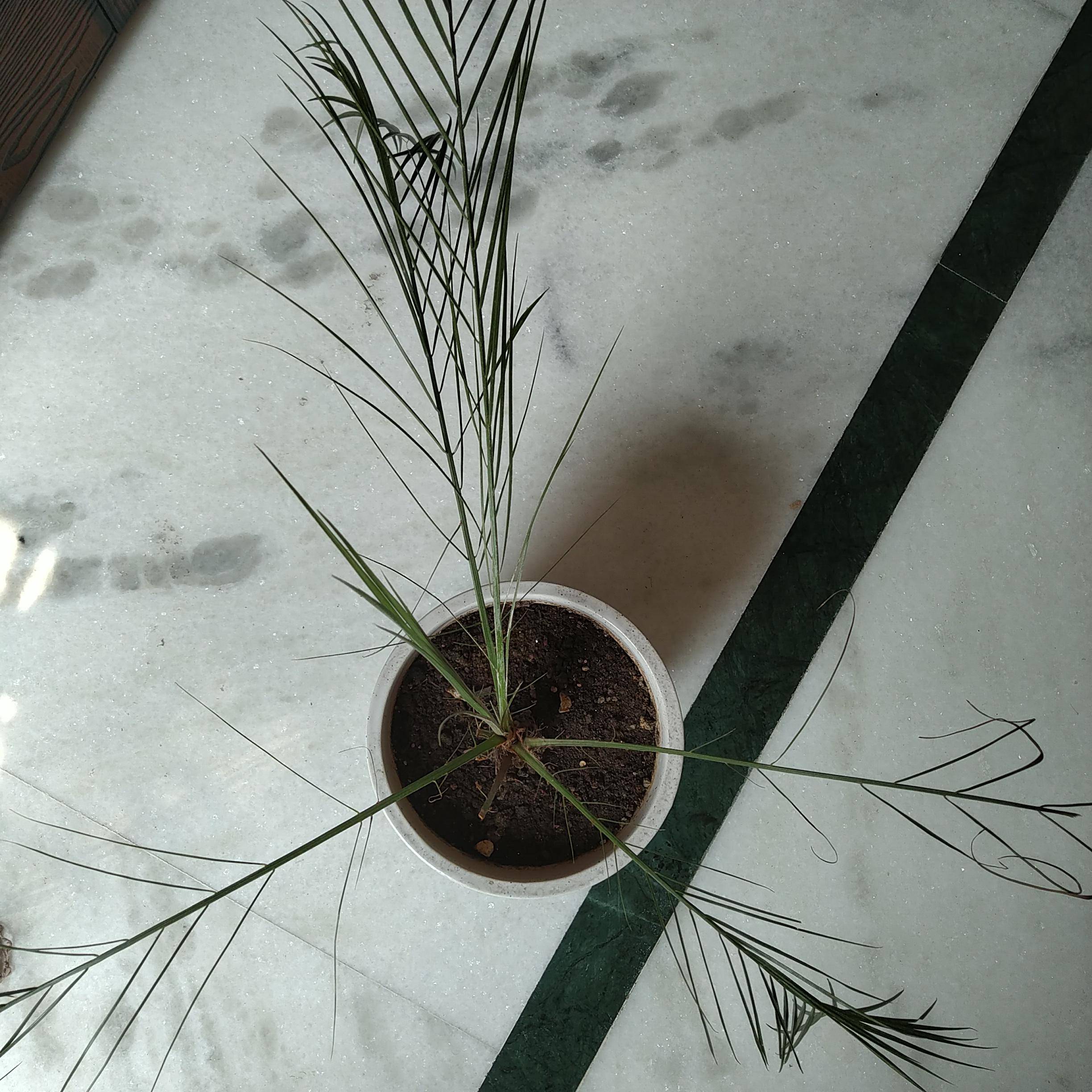 houseplants Palm plant wilting/drooping (pics added) Gardening & Landscaping Stack Exchange