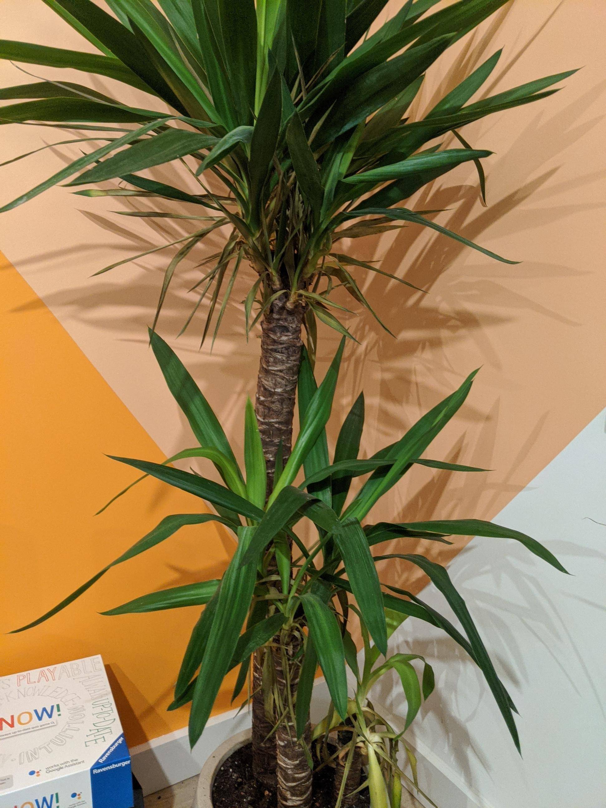 watering Yucca Elephantipes' leaves are drying out Gardening