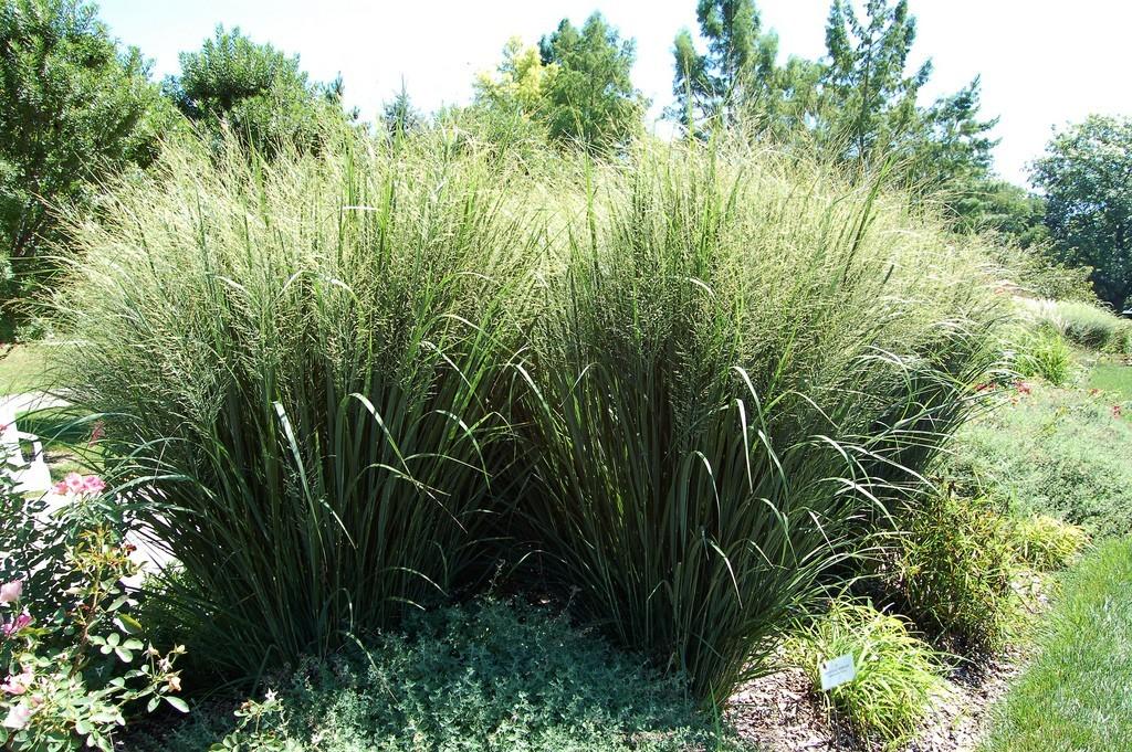 What's a good variety of decorative grass for indoors and balcony