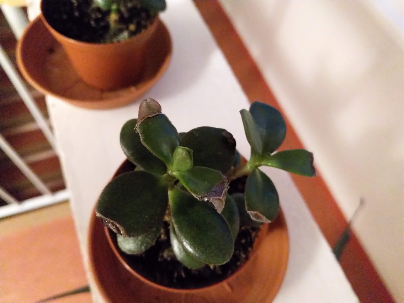 houseplants Crassula ovata/Jade plant leaf tips shrunk