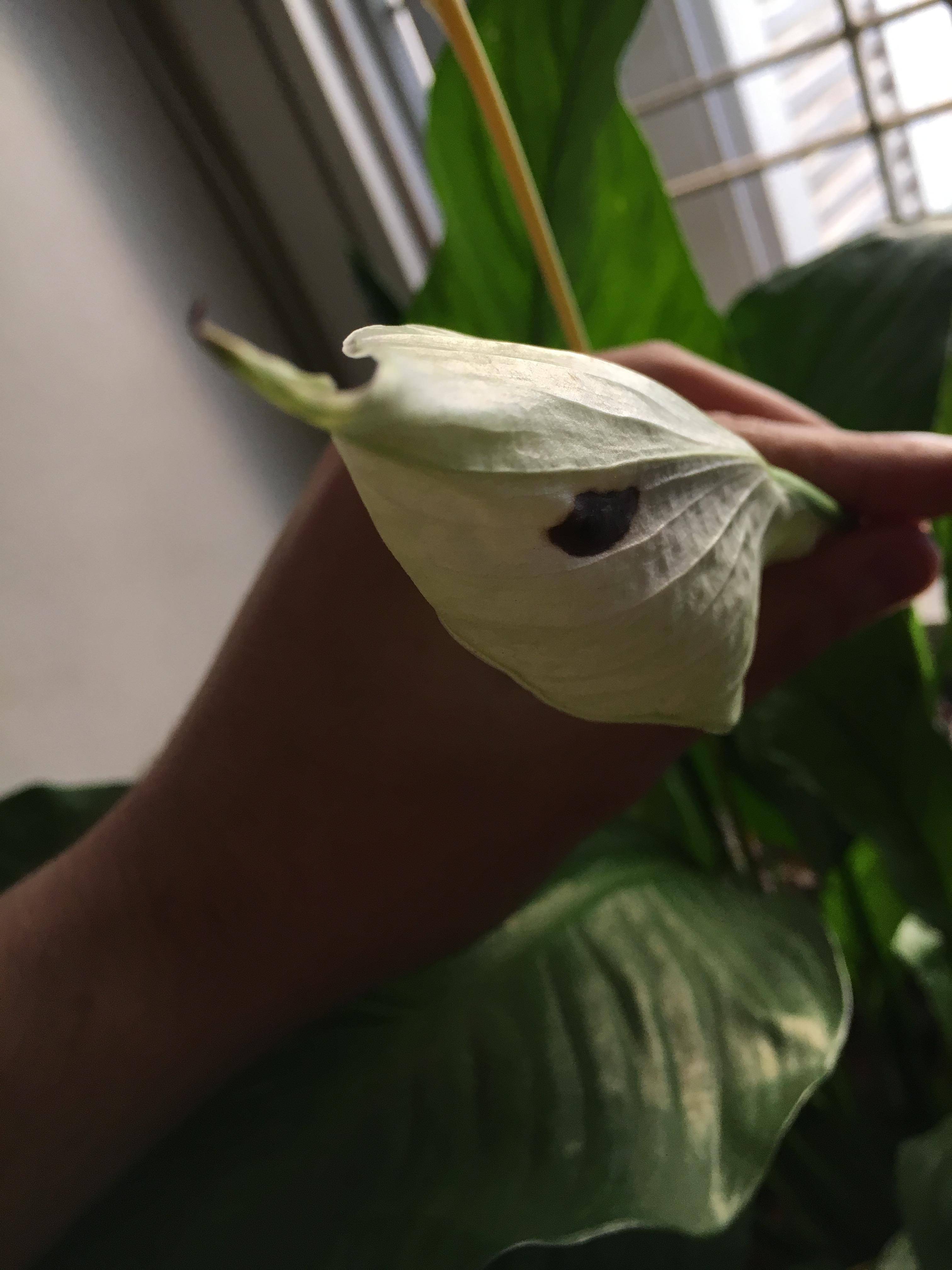 Peace Lily Black spots on flower Gardening & Landscaping Stack Exchange