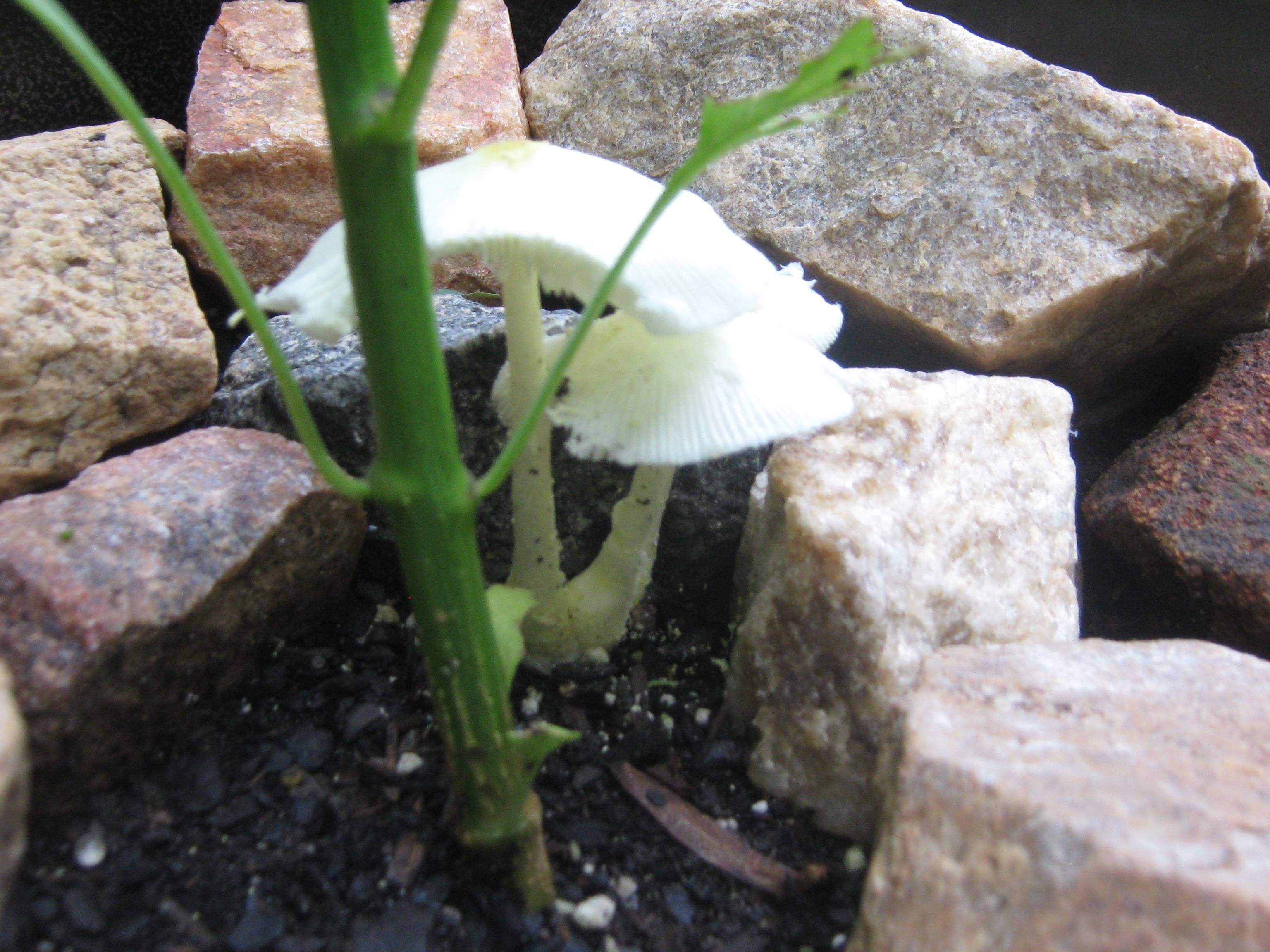 safety Is Plant Still Safe to Eat If Mysterious Mushroom Grew in the