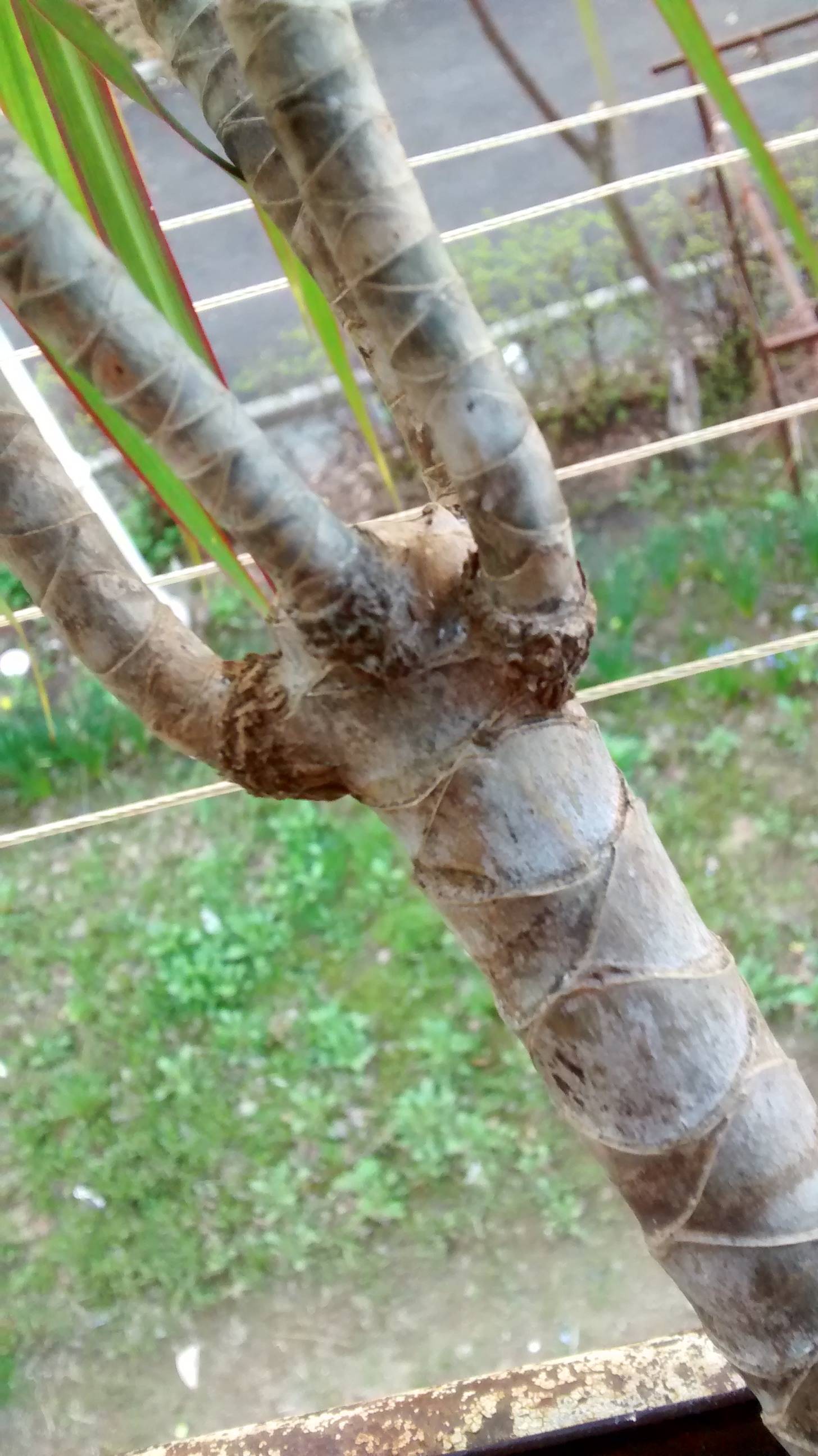 diagnosis Why are my Dracaena marginata leaves getting brown spots