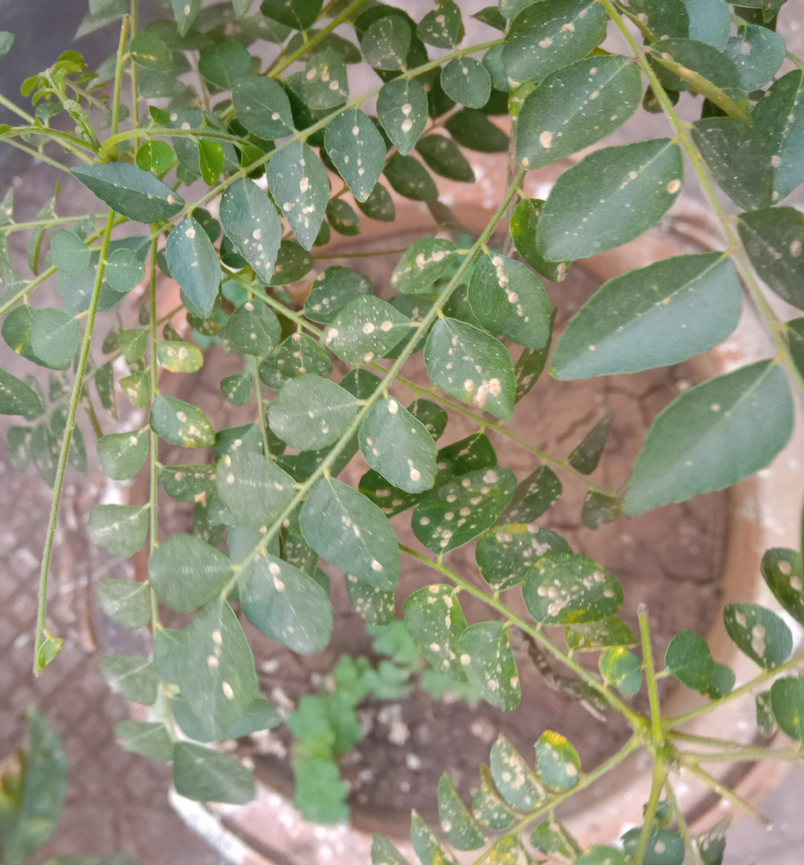 How do I get rid of these spots from my curry plant? Gardening