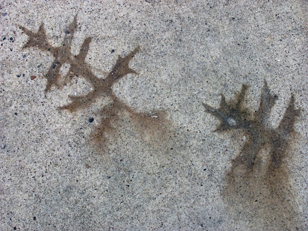 Leaf stains on fresh concrete driveway not sealed yet Home