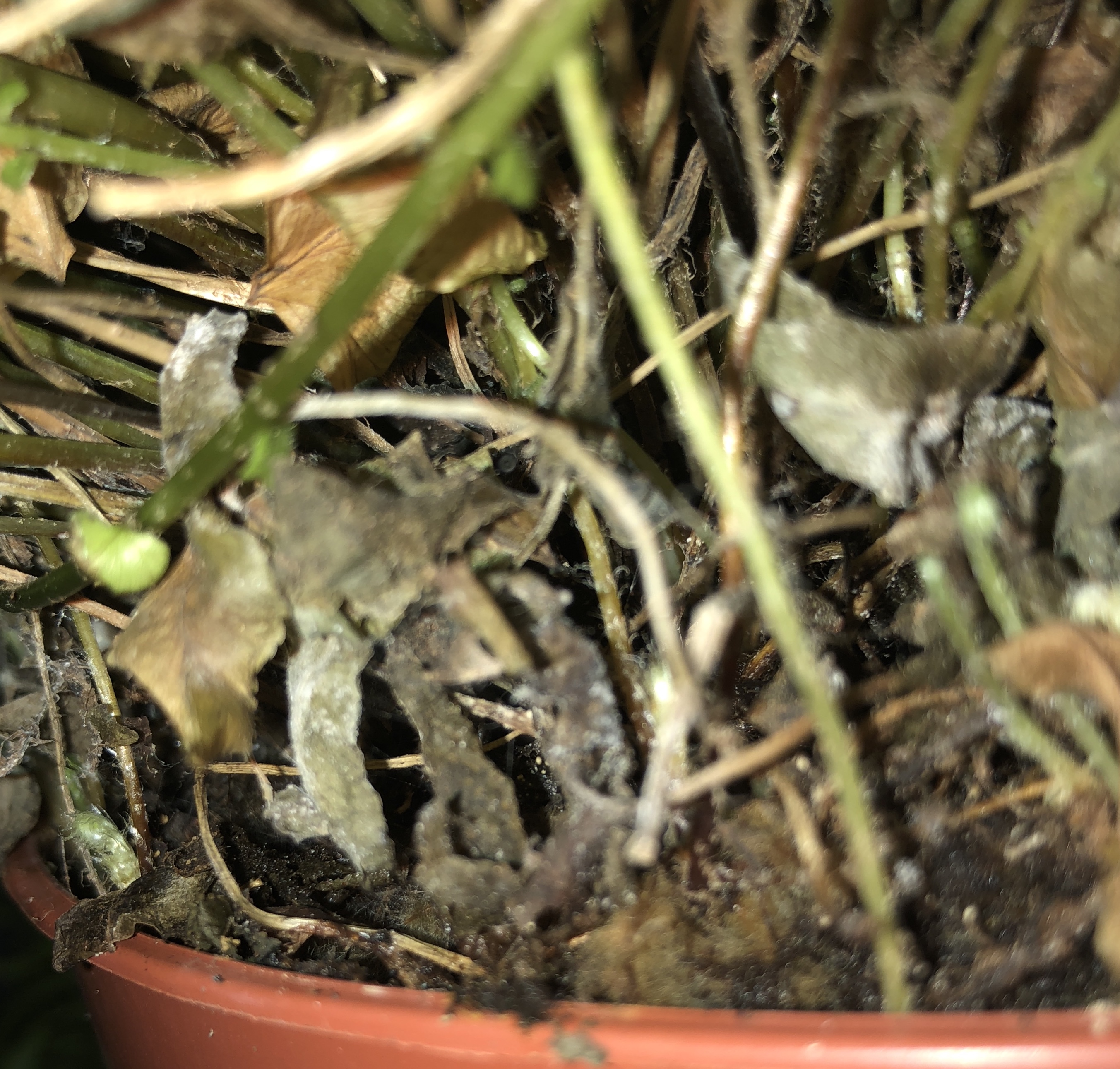 houseplants How should I eliminate spider mites on my big boston fern