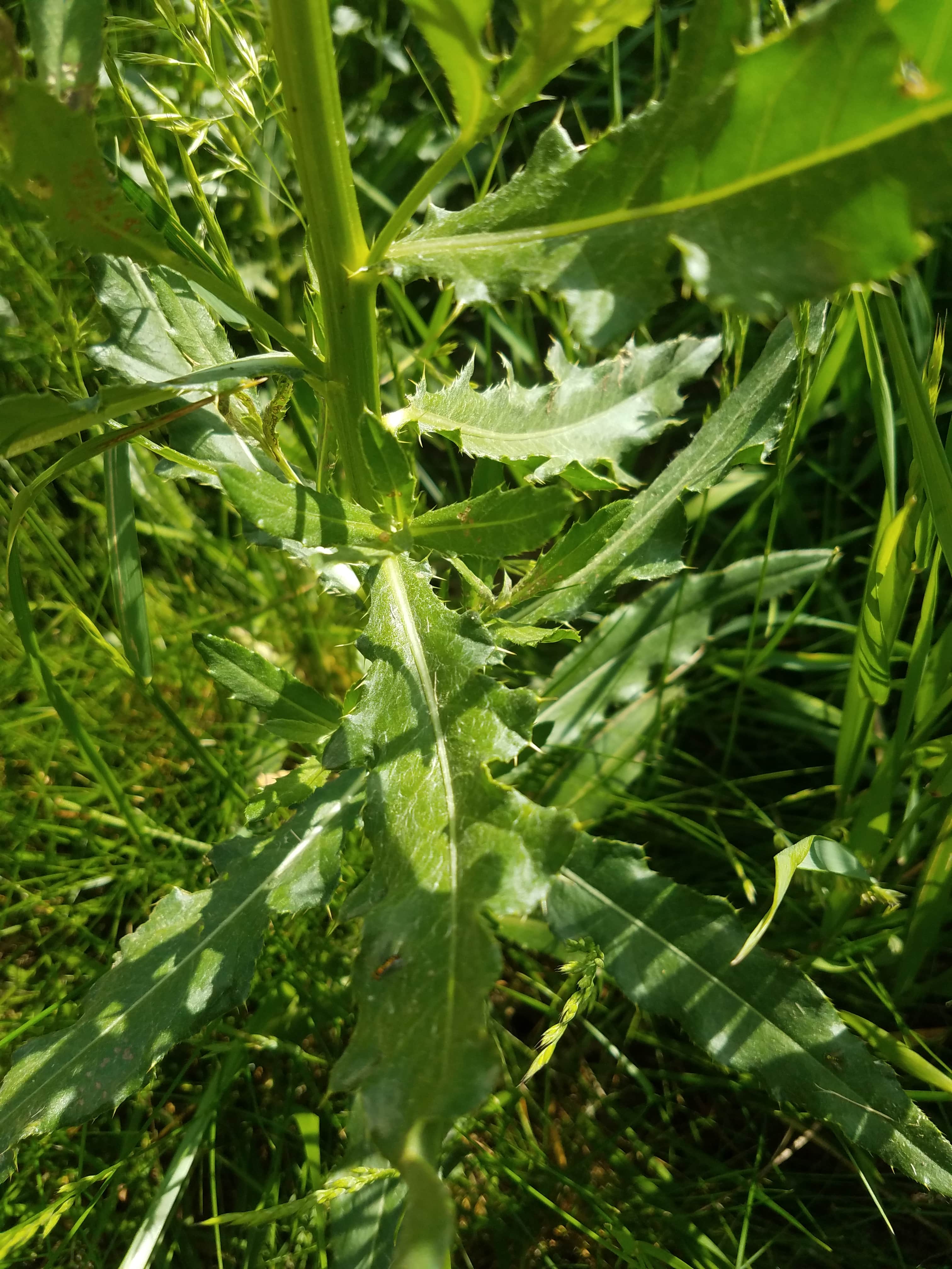identification what type of nettle is this? or thistle? Gardening
