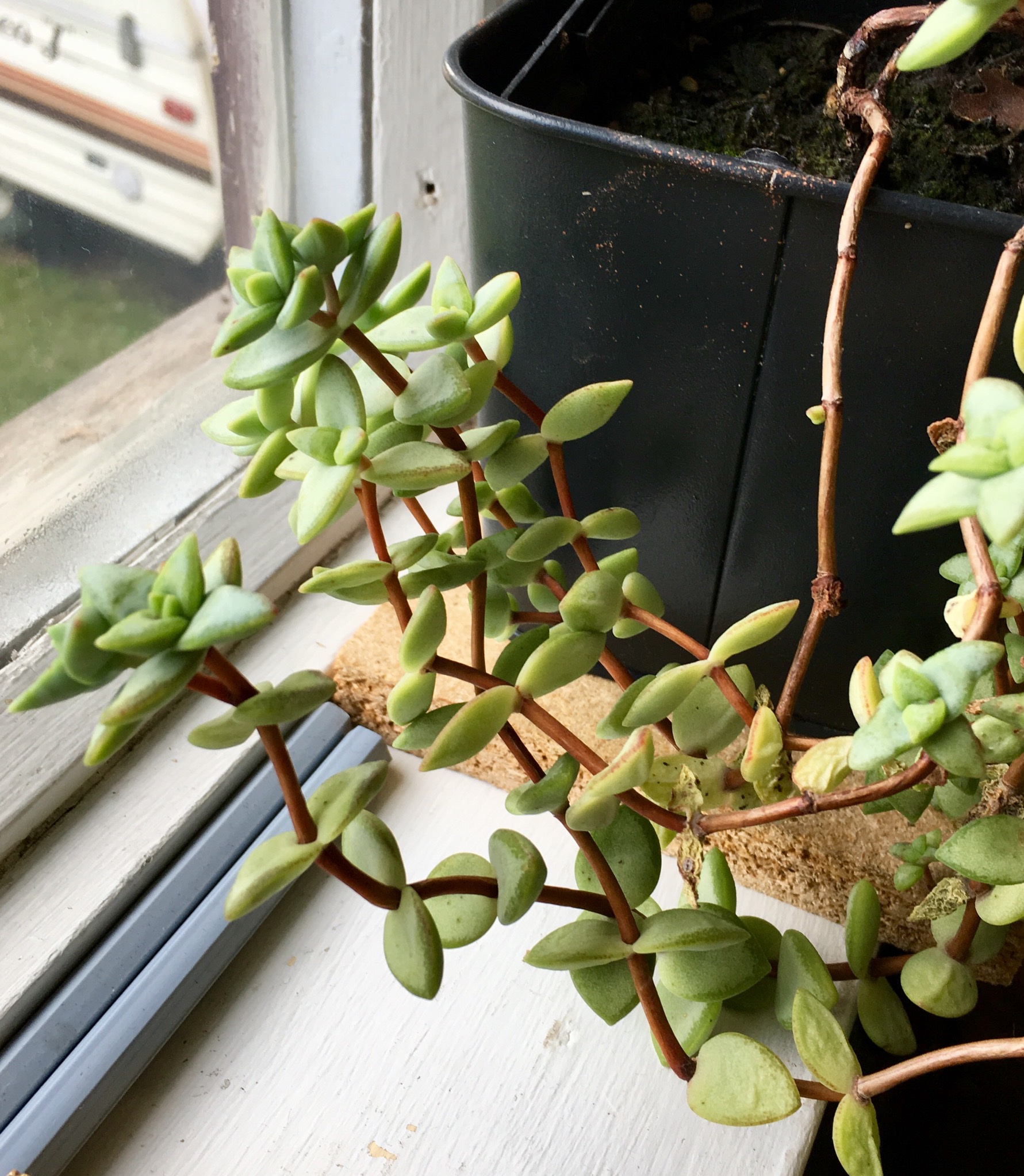 identification What is this succulent plant? Gardening