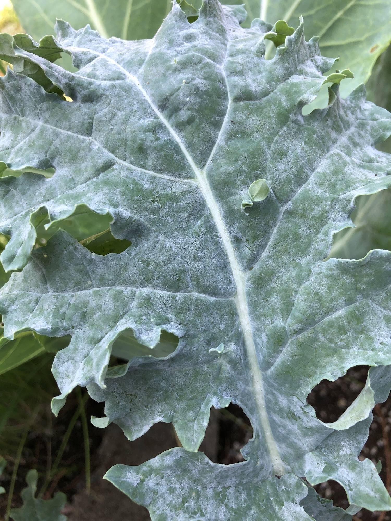 diseases Diagnosing white fuzz on kale. Is this powdery mildew