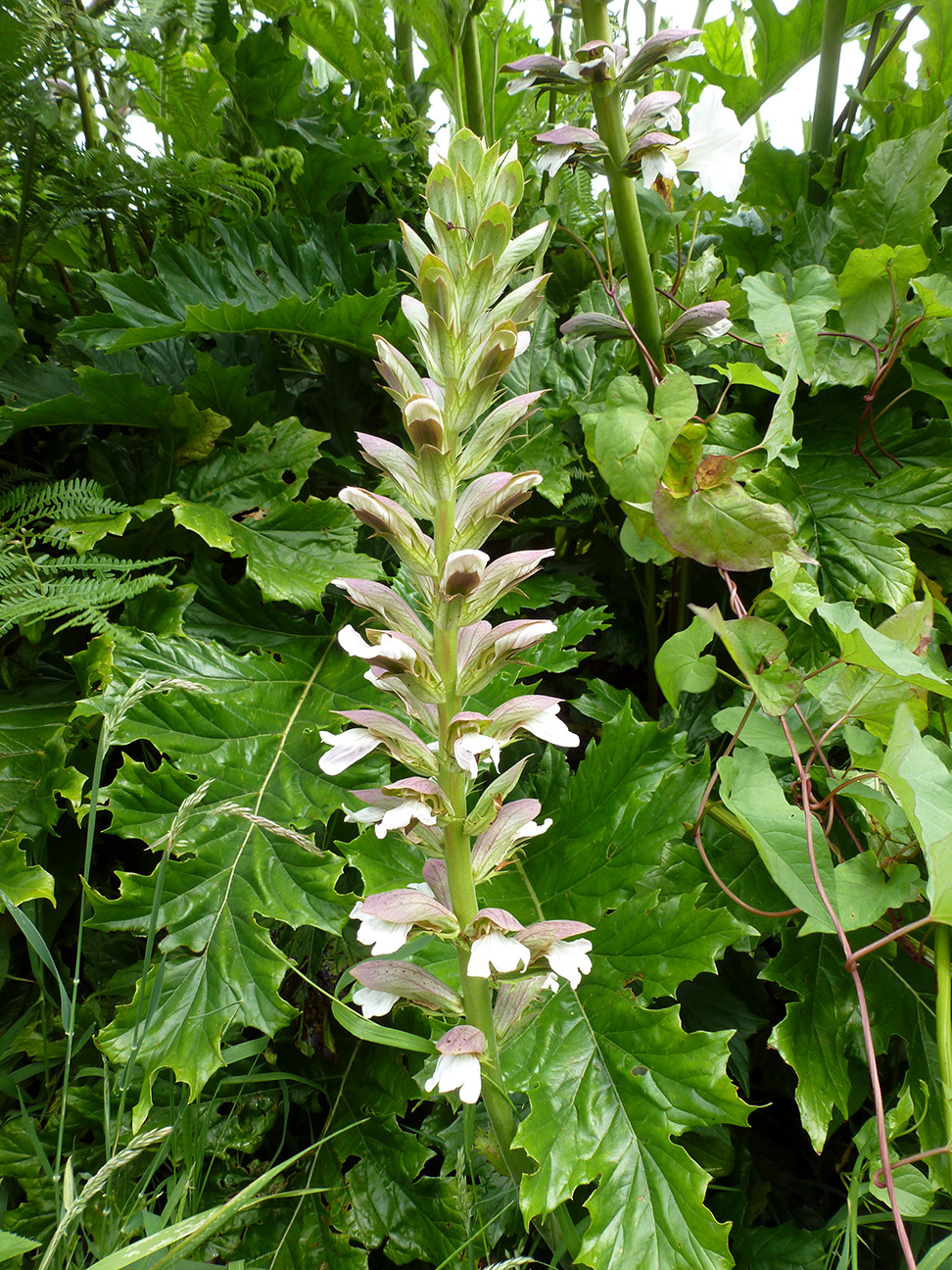 cultivar What is this plant with large glossy toothed and grooved
