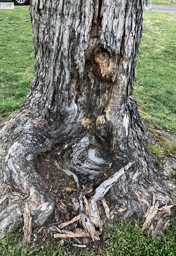 Silver Maple Lost part of bark and is gouged out Gardening