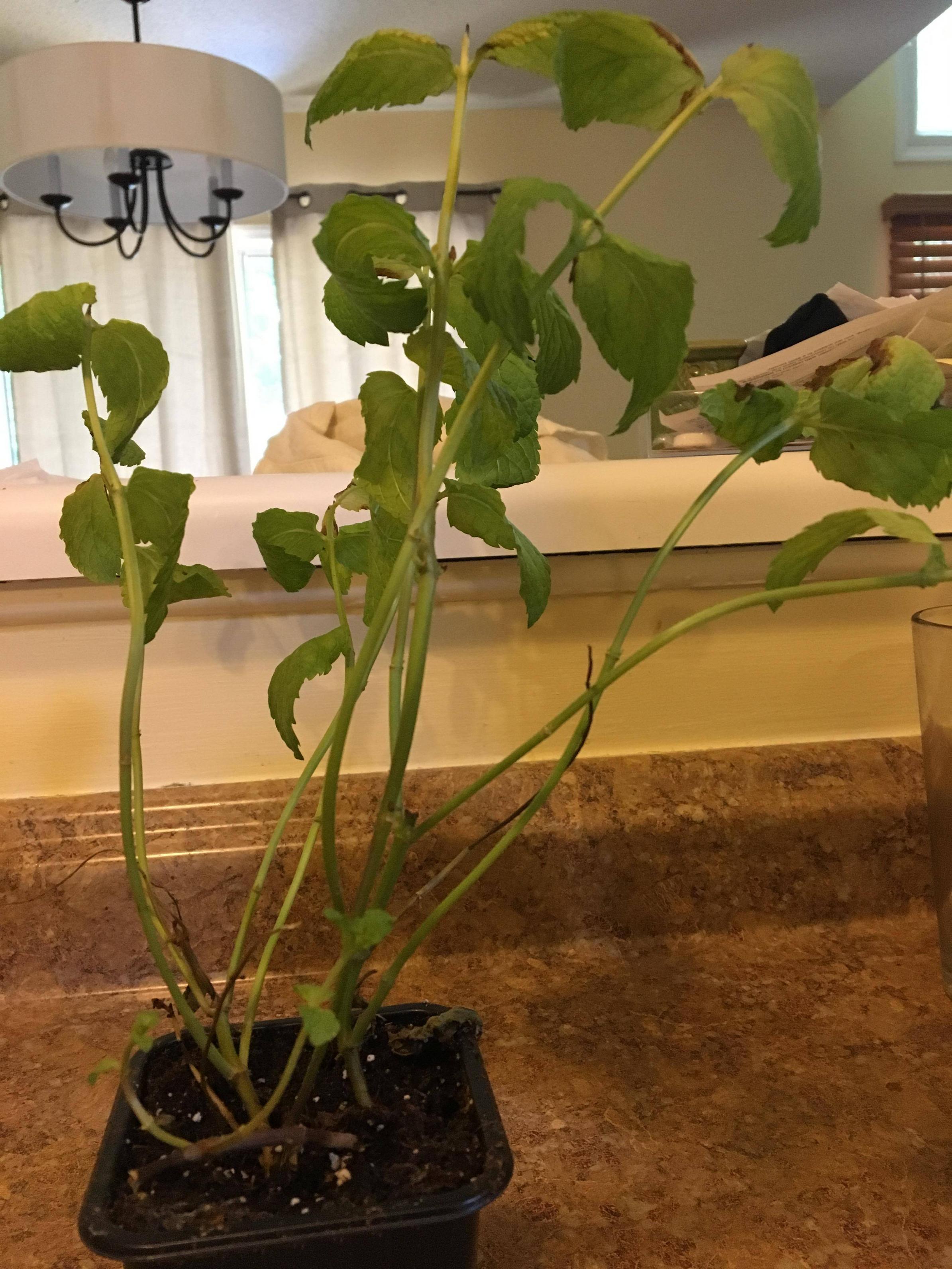 Why is my mint plant growing like this? Gardening & Landscaping Stack