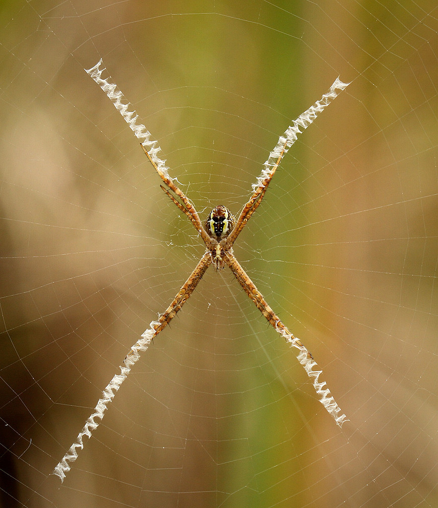 species identification Is this a common garden spider? Biology