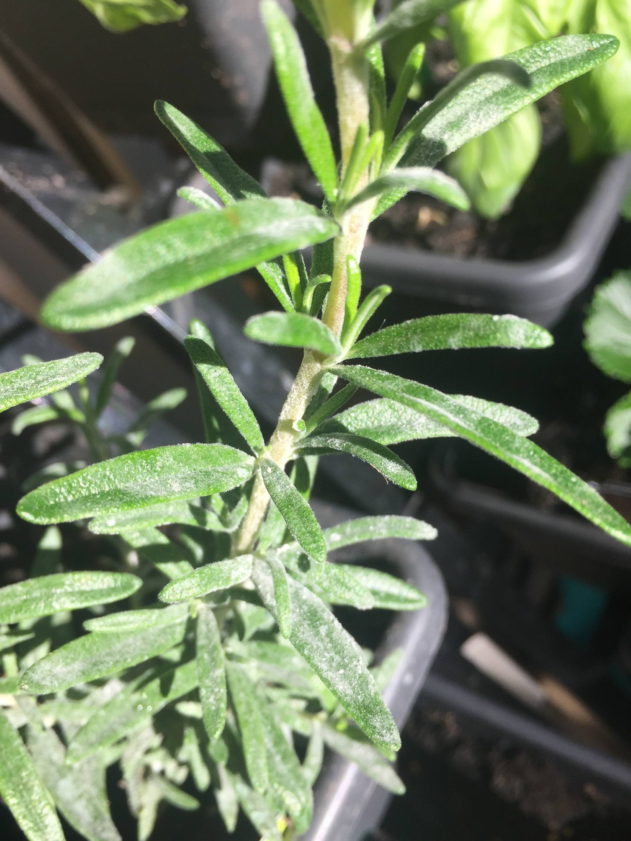diagnosis What is wrong with my rosemary plants and how do I help them? Gardening