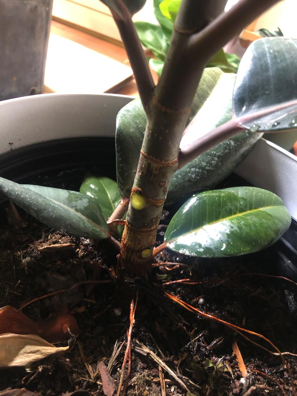 Cool Healthy Leaves Falling Off Rubber Tree Ideas