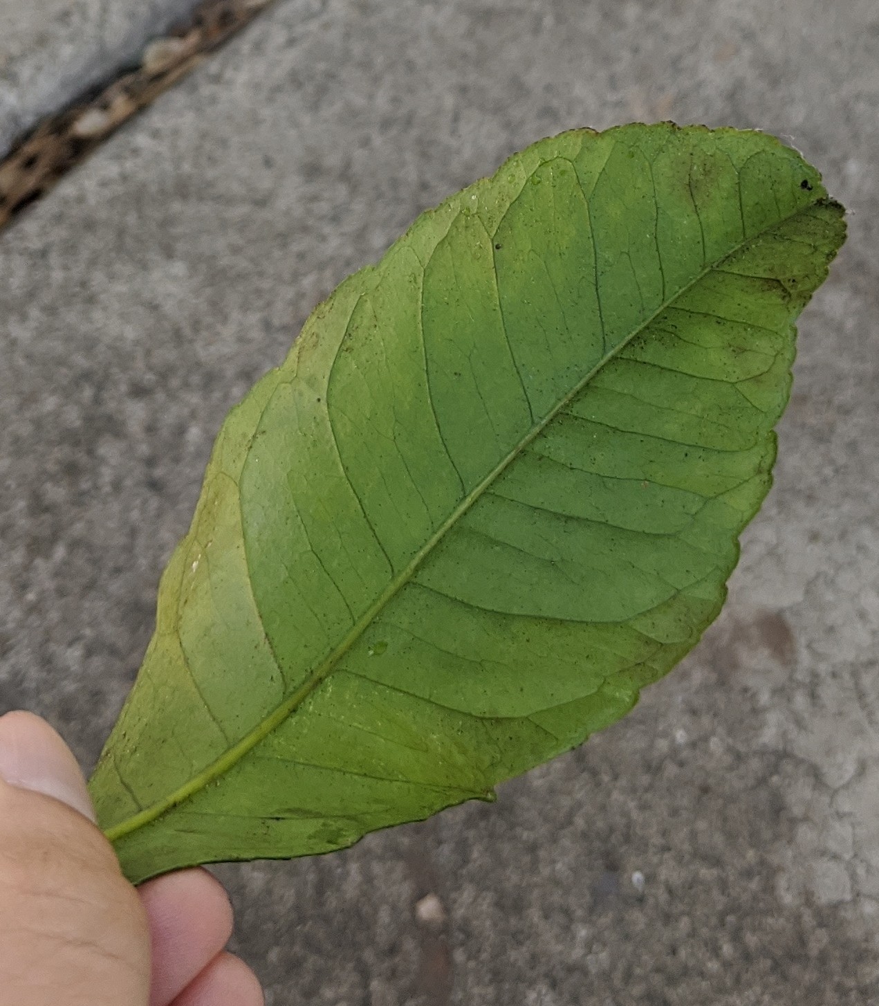 Lemon tree losing leaves Gardening & Landscaping