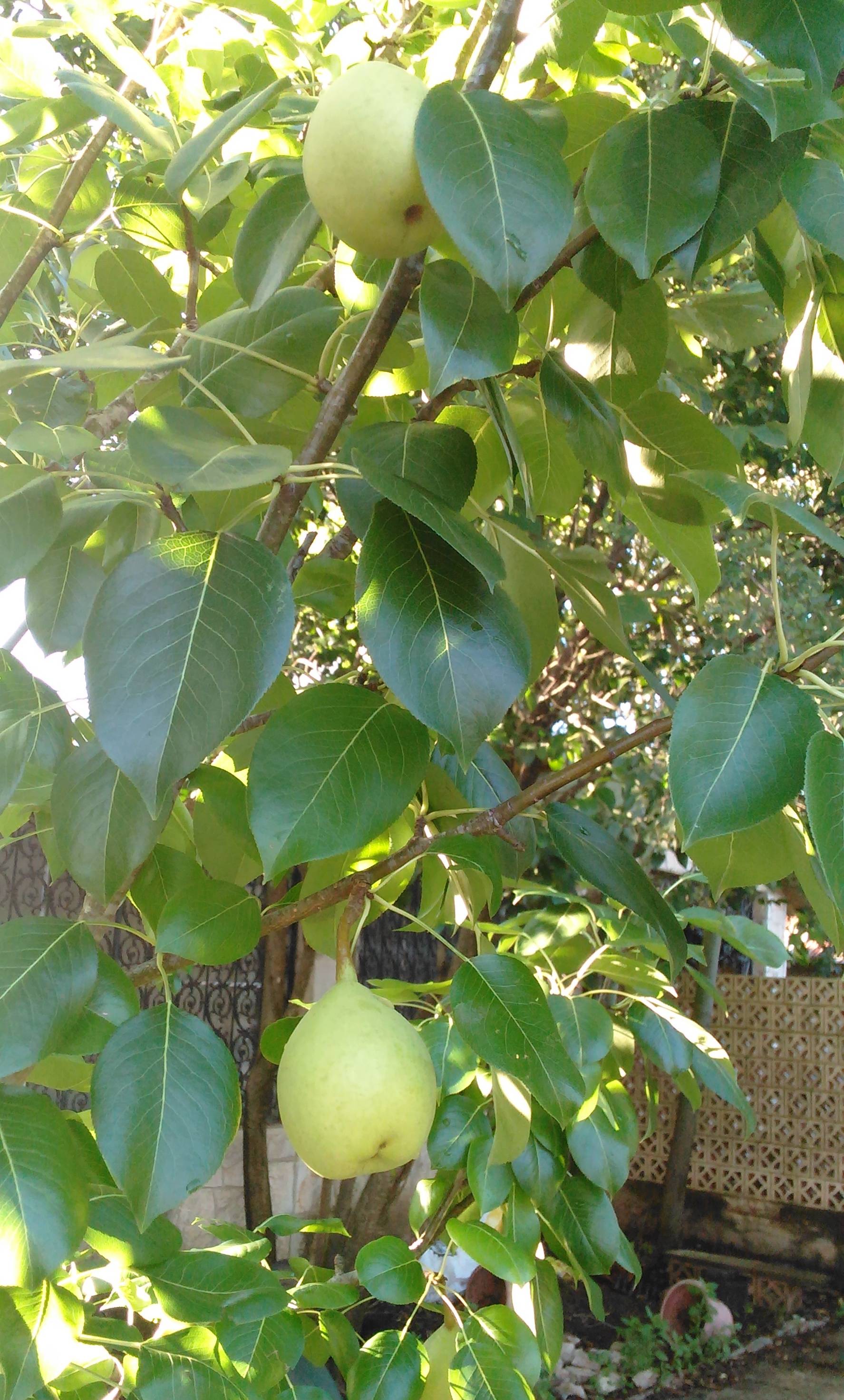 Fruit Trees Home Gardening Apple, Cherry, Pear, Plum Fruit Trees For