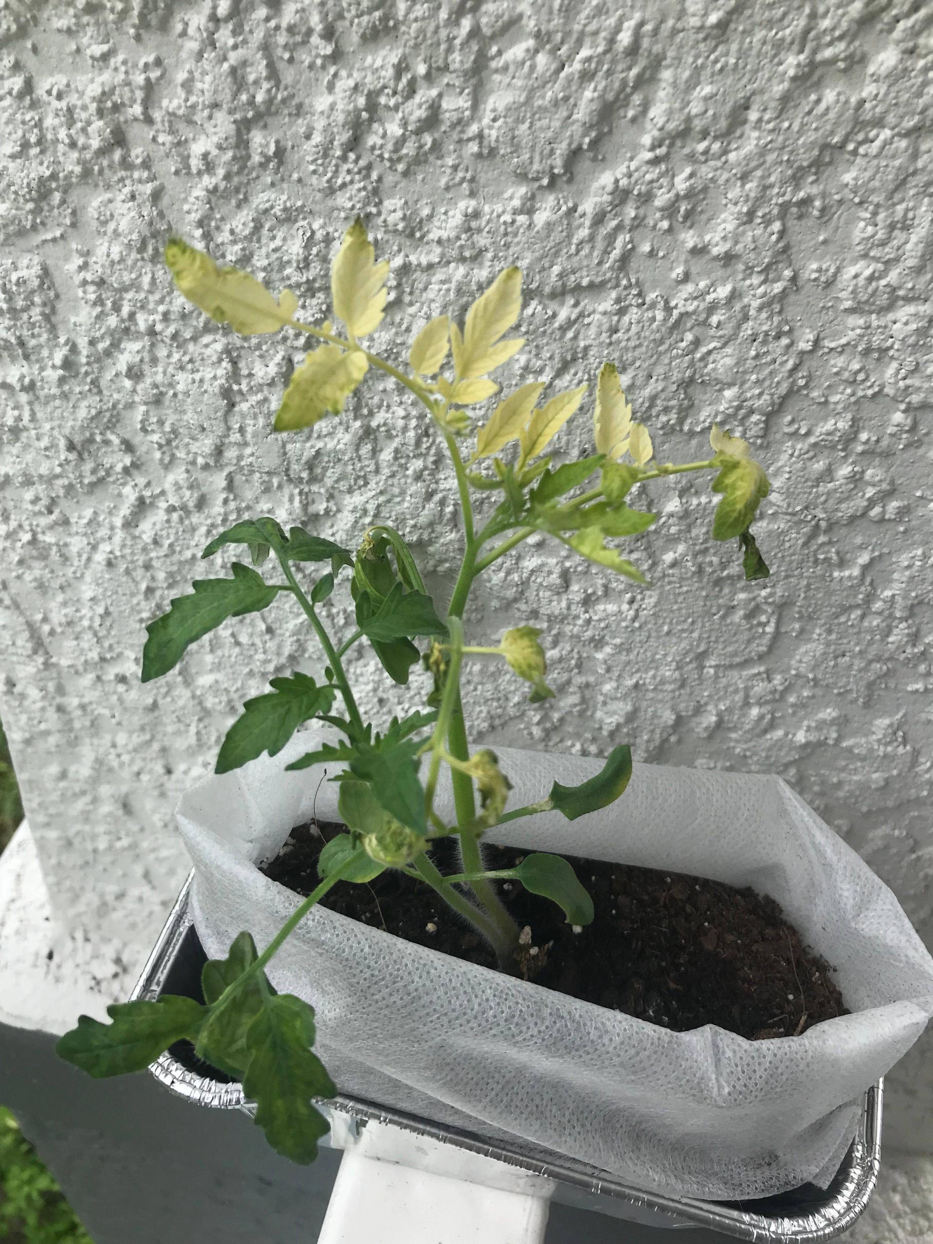 diagnosis Why are my tomato plants wilting? Gardening & Landscaping