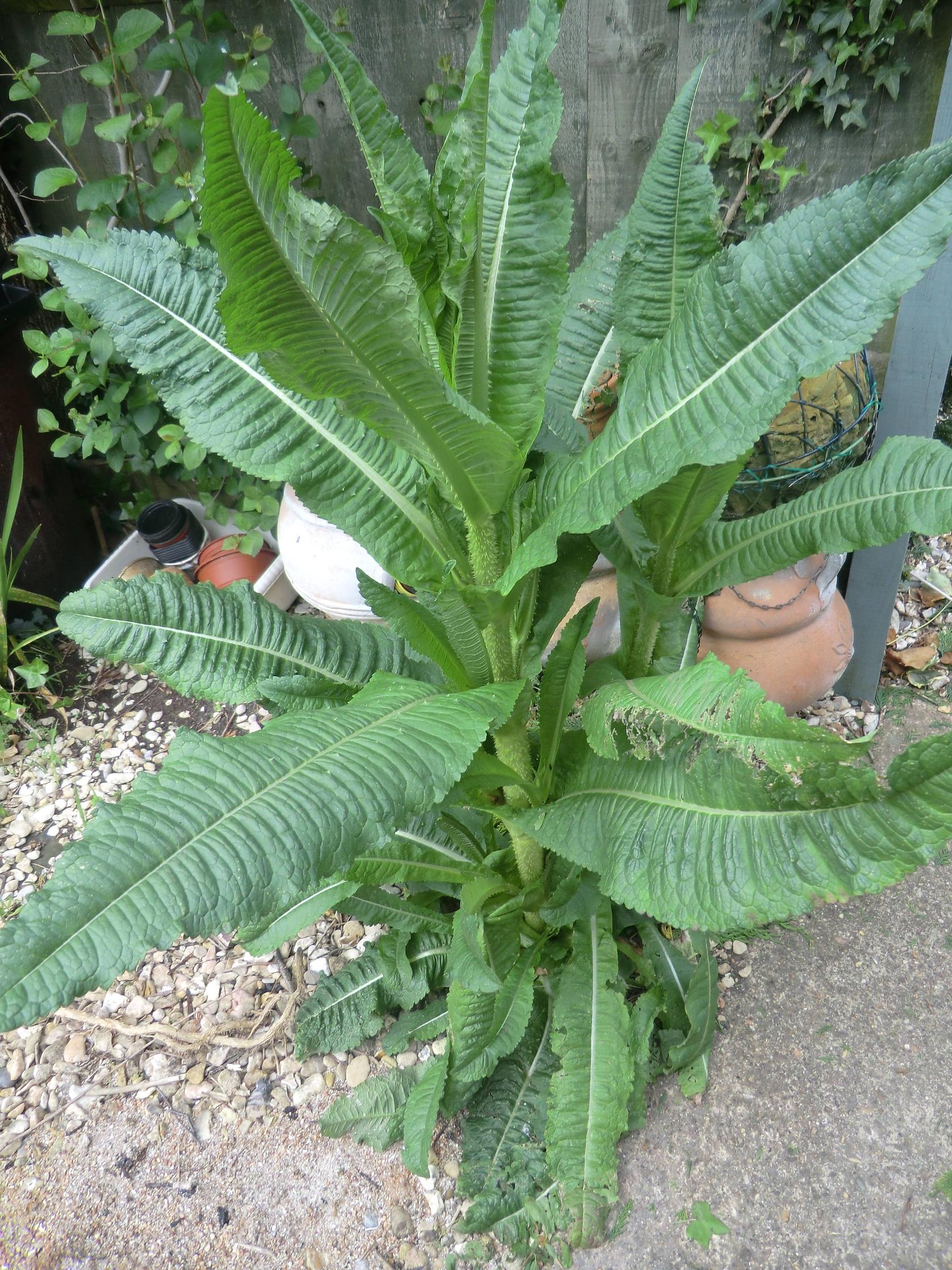 identification What is this plant with spikes on its stem and leaves