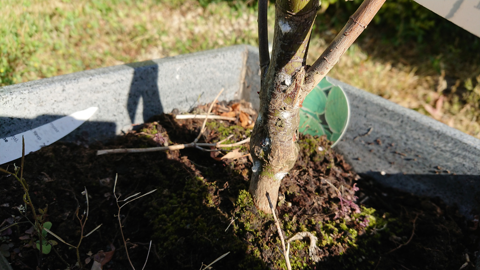 fungus Acer (Maple) white spots and dieback infection and how to