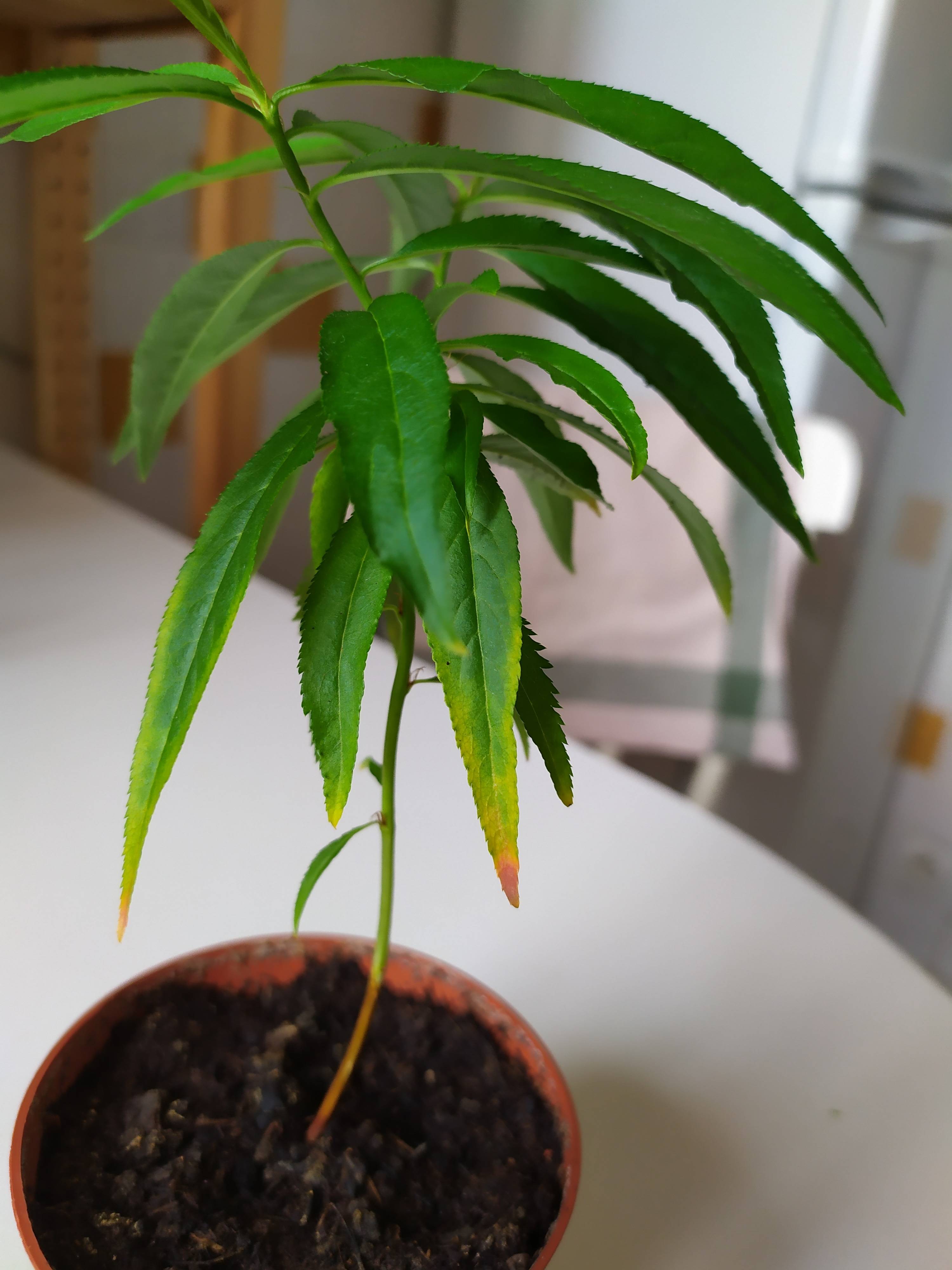 watering Small Nectarine plants Leaves turn yellow Gardening