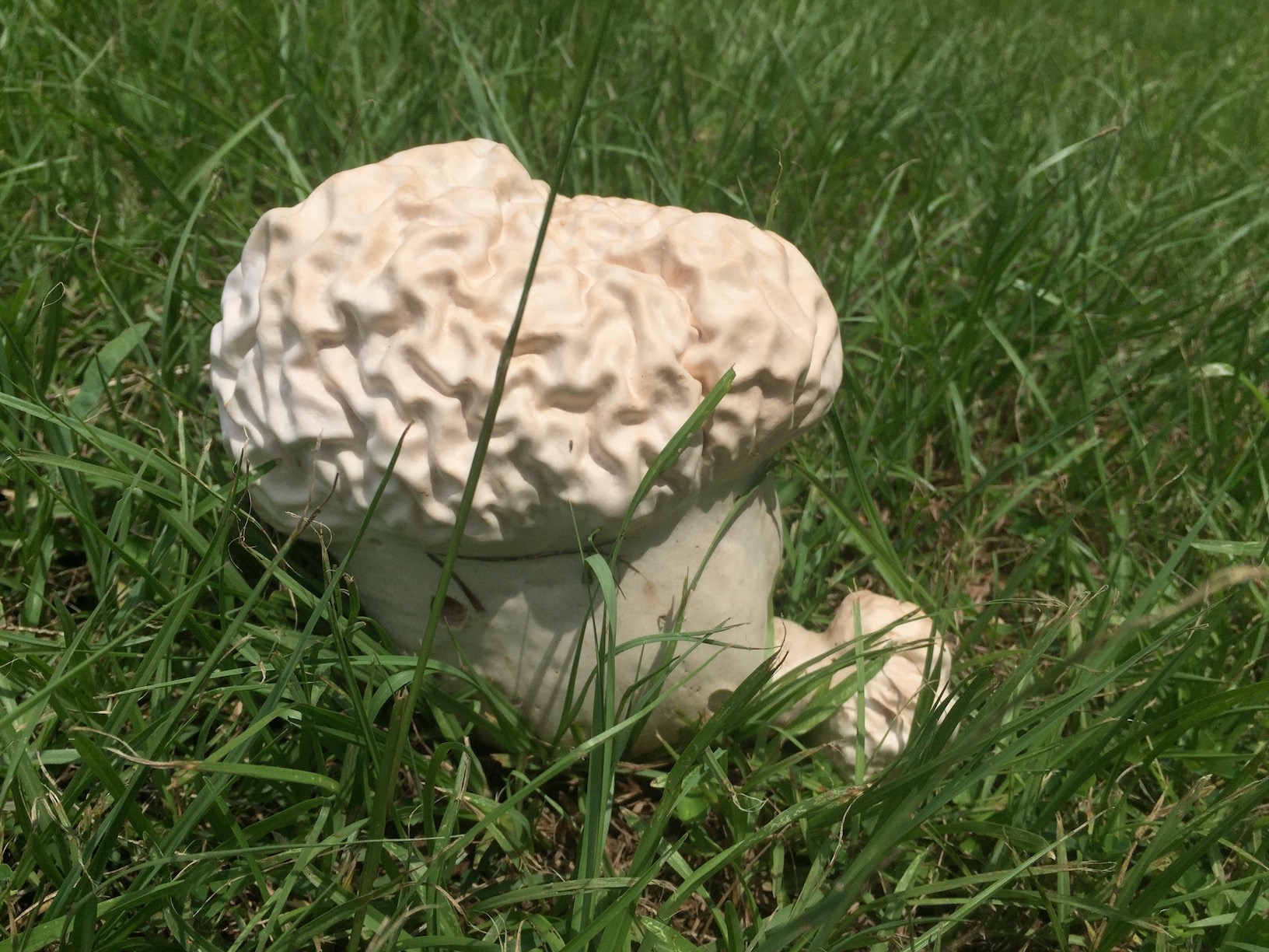 [Solved] ID this giant brainshaped mushroom? SolveForum