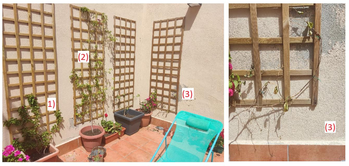 dead branch one out of three bougainvillea plant does not grow