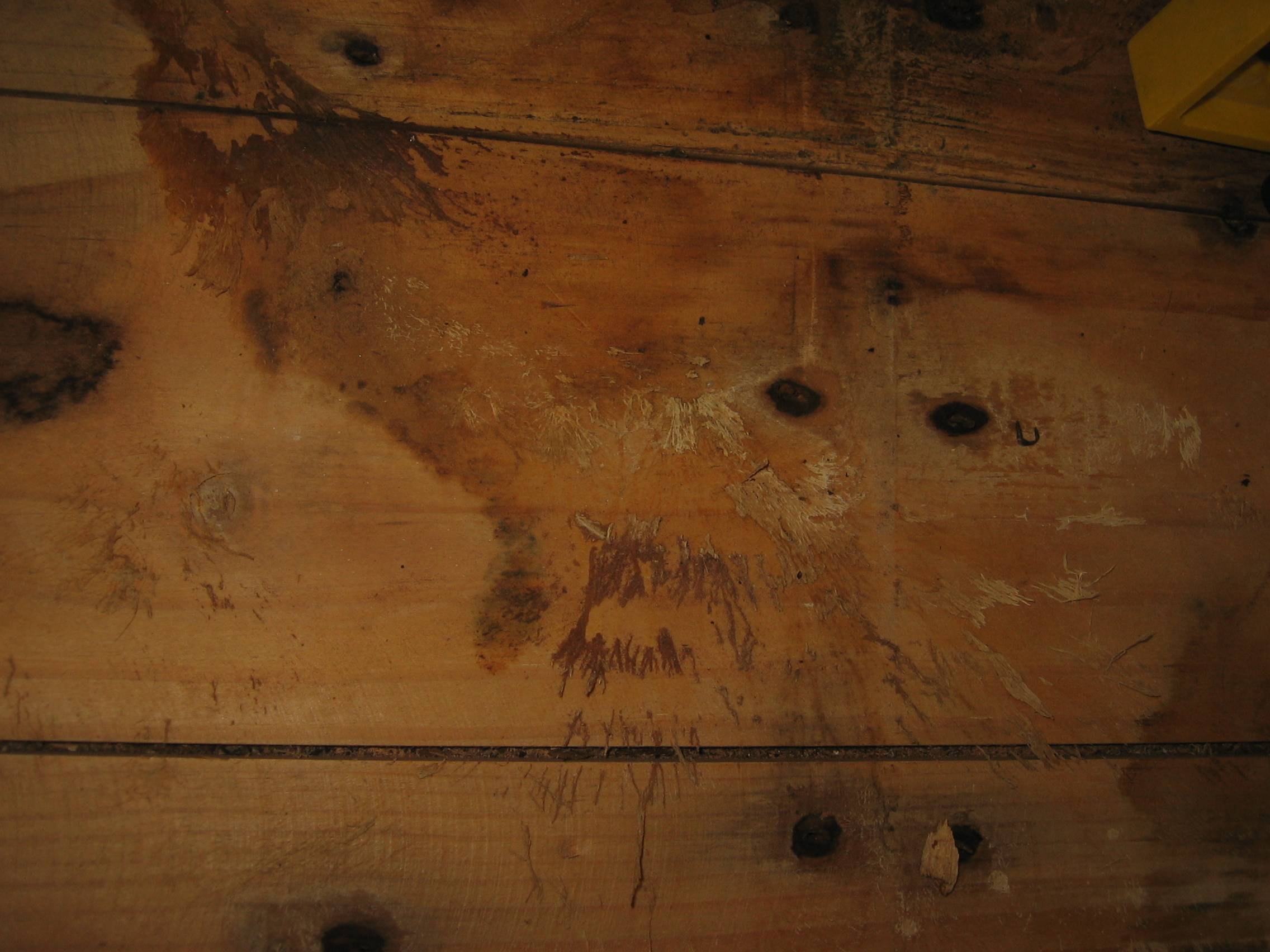 flooring Is this fungus? What should I do about it? Home