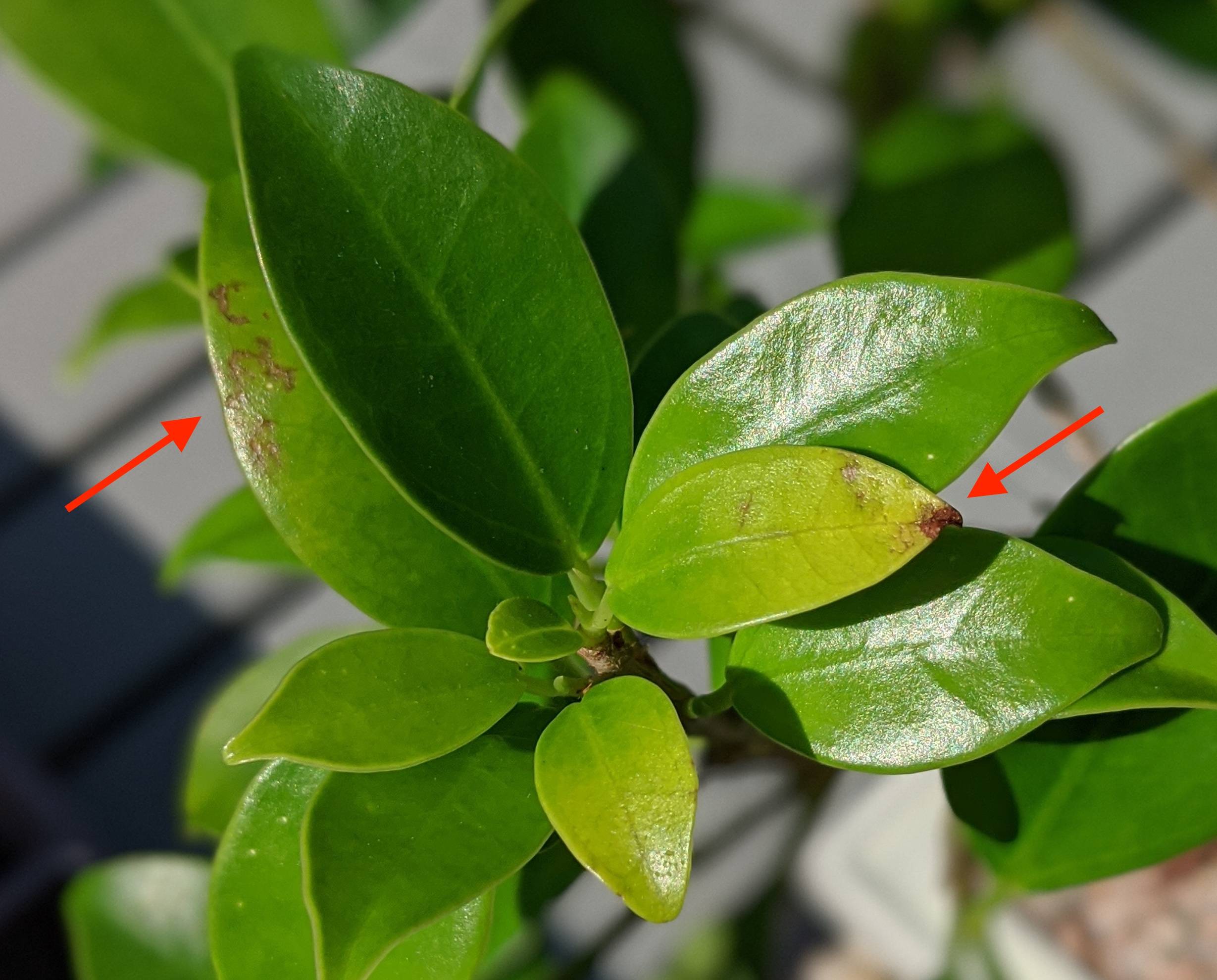 plant health Bonsai ficus has brown spots on leaves how do I