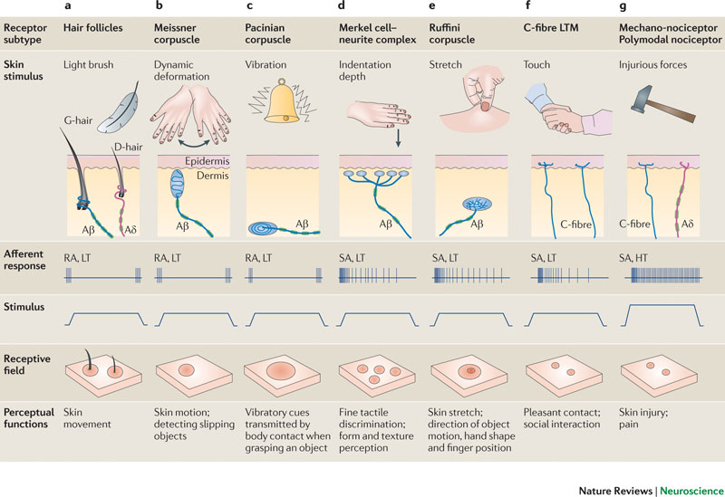 neurophysiology - Why do we only initially feel the bending of a hair